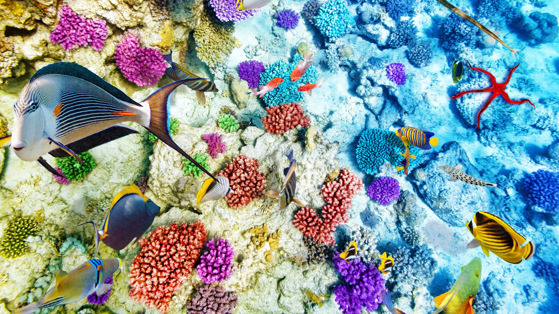 tropical fish, colorful coral reefs, red starfish, Full HD Desktop Wallpaper