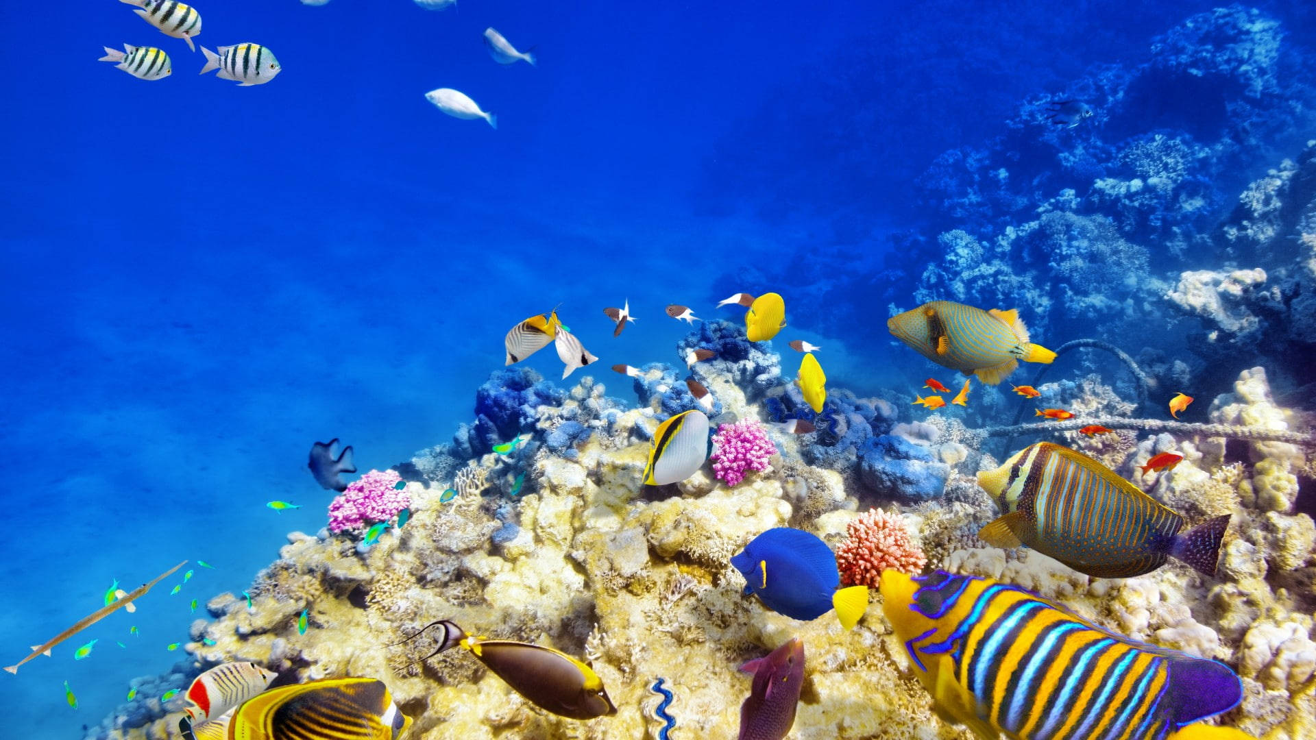 blue yellow tropical fish, vibrant tropical fish, colorful coral reefs, Full HD Desktop Wallpaper