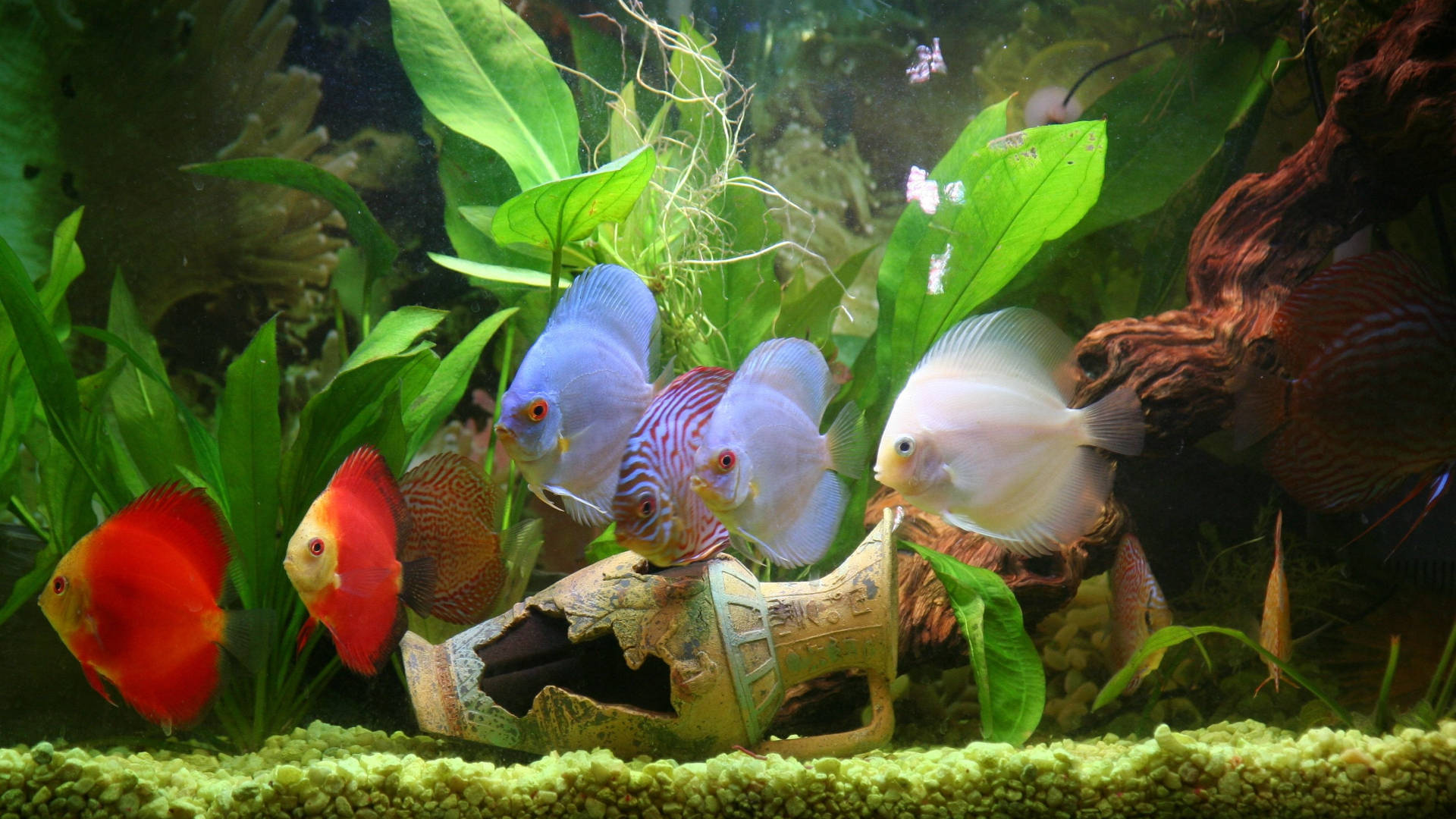 red-white tropical fish, discus fish, crystal clear water, Full HD Desktop Wallpaper