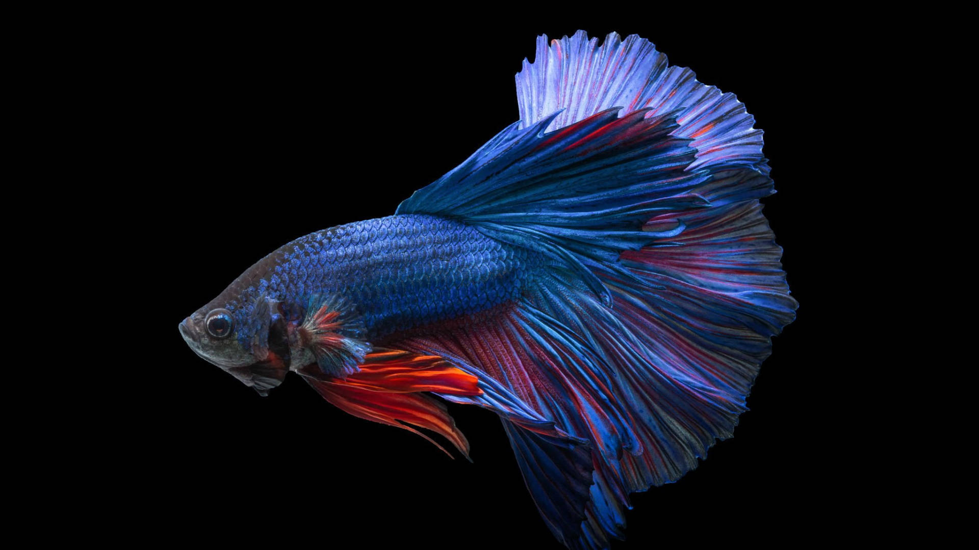 red blue tropical fish, betta fish, vibrant blue, Full HD Desktop Wallpaper