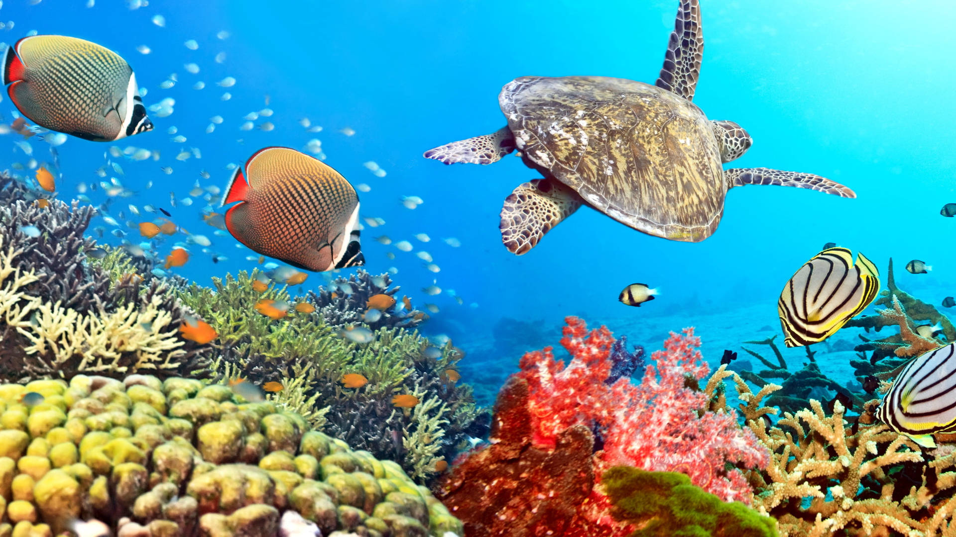 Tropical Fish Turtle, coral reef, colorful tropical fish, Full HD Desktop Wallpaper