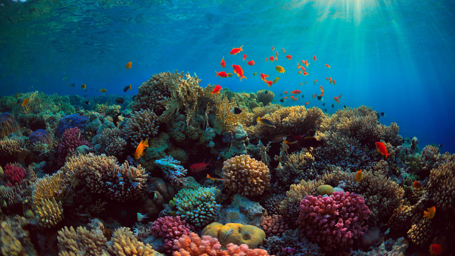 Tropical Fish, sunlight, turquoise water, Full HD Desktop Wallpaper