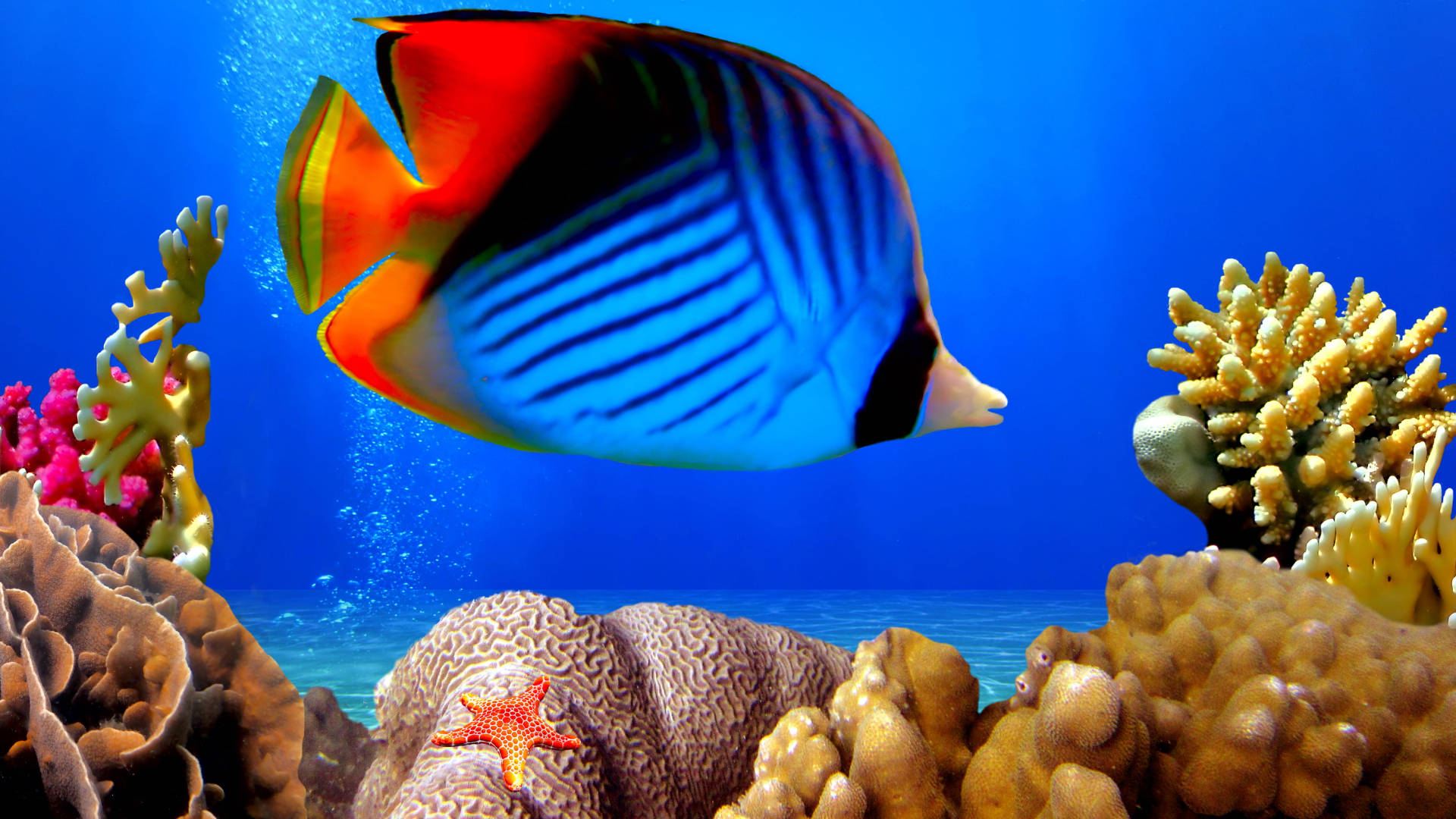 butterflyfish, blue and orange, colorful coral reefs, Full HD Desktop Wallpaper