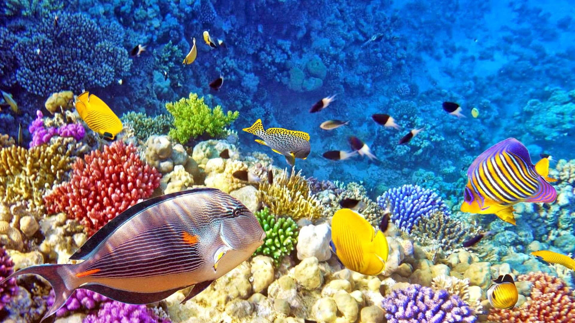 Tropical Fish, deep water, colorful coral reefs, Full HD Desktop Wallpaper