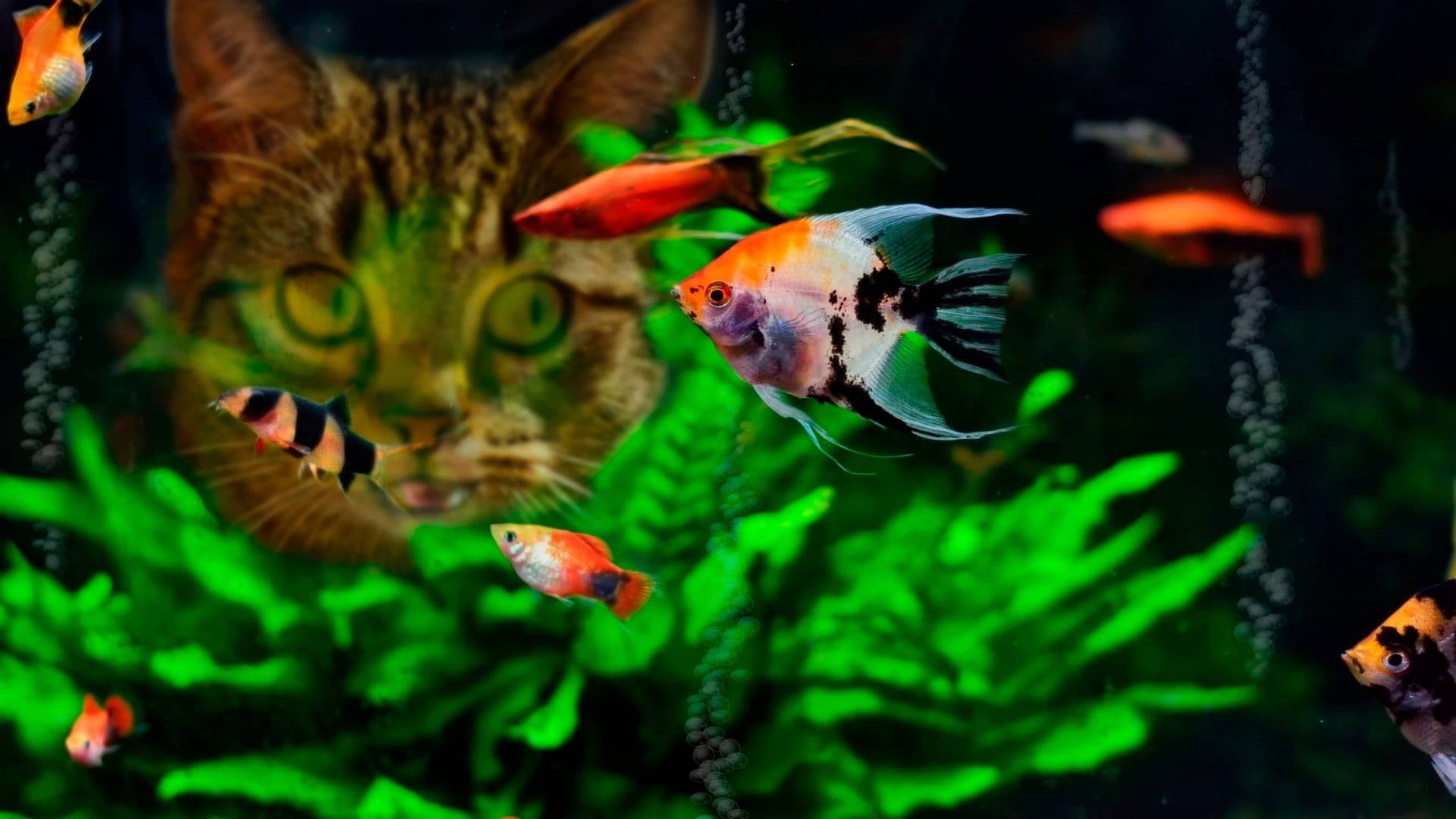 tabby cat, aquarium glass, colorful fish, Full HD Desktop Wallpaper