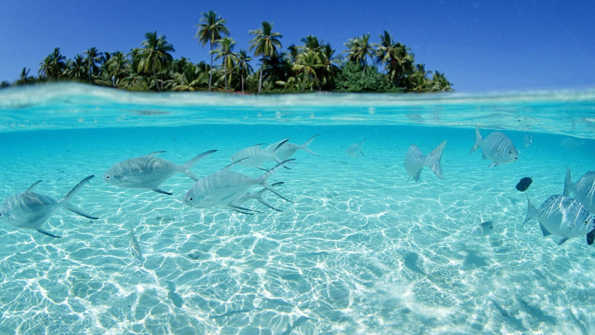 translucent tropical fish, silver fish, crystal clear turquoise water, Full HD Desktop Wallpaper