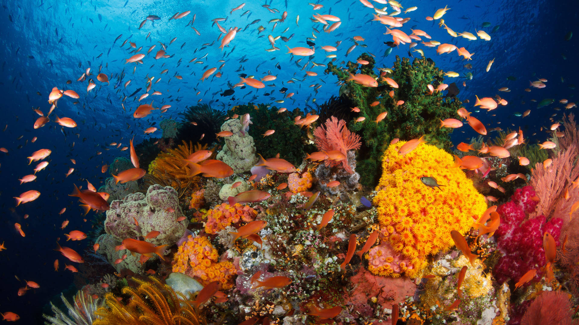 bright orange tropical fish, coral reef, orange fish, Full HD Desktop Wallpaper