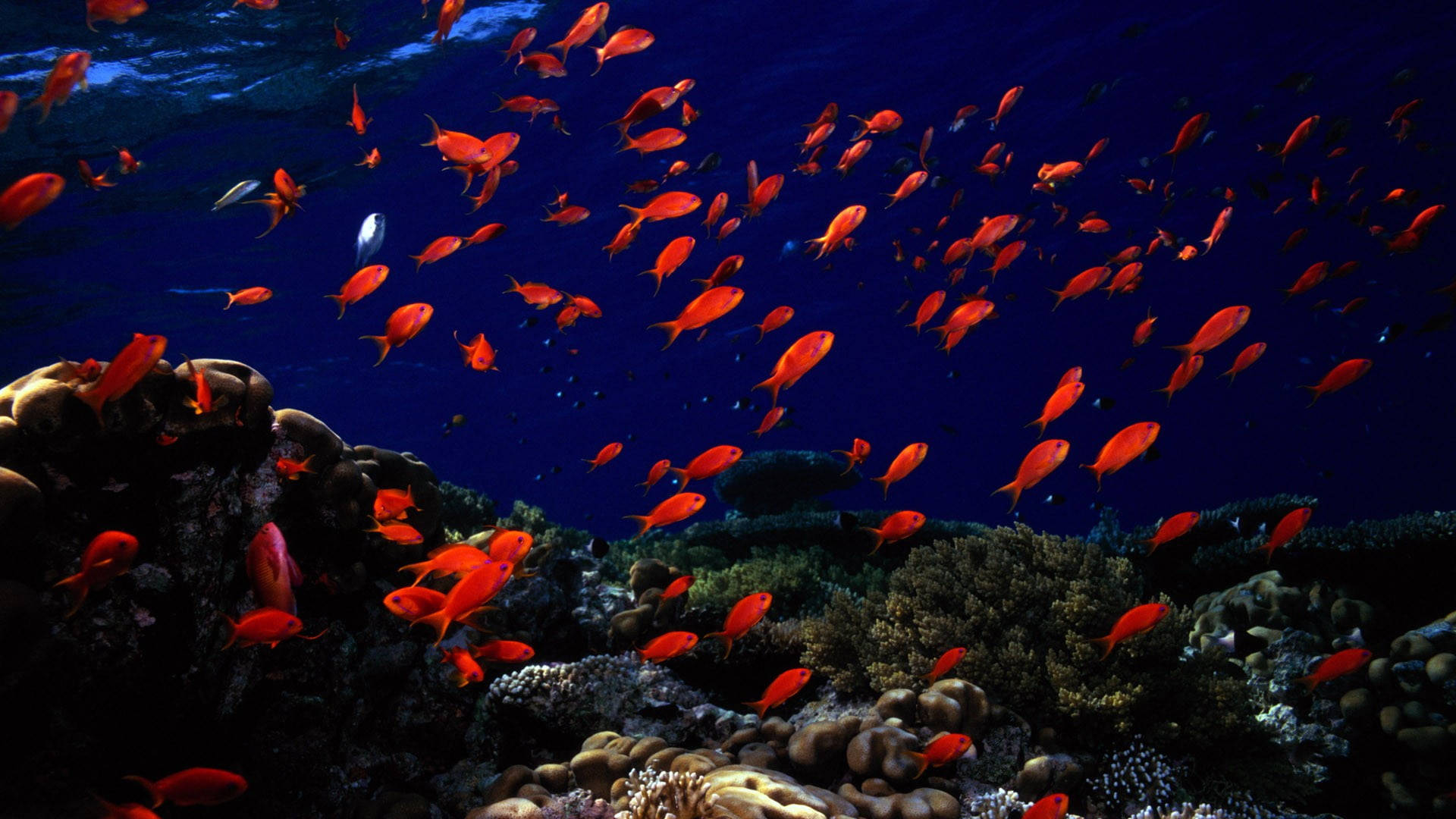 orange tropical fish, textured coral reefs, deep blue ocean waters, Full HD Desktop Wallpaper