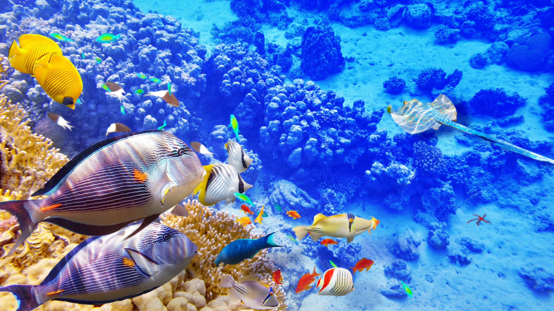 bright blue tropical fish, colorful coral reefs, clear blue ocean water, Full HD Desktop Wallpaper
