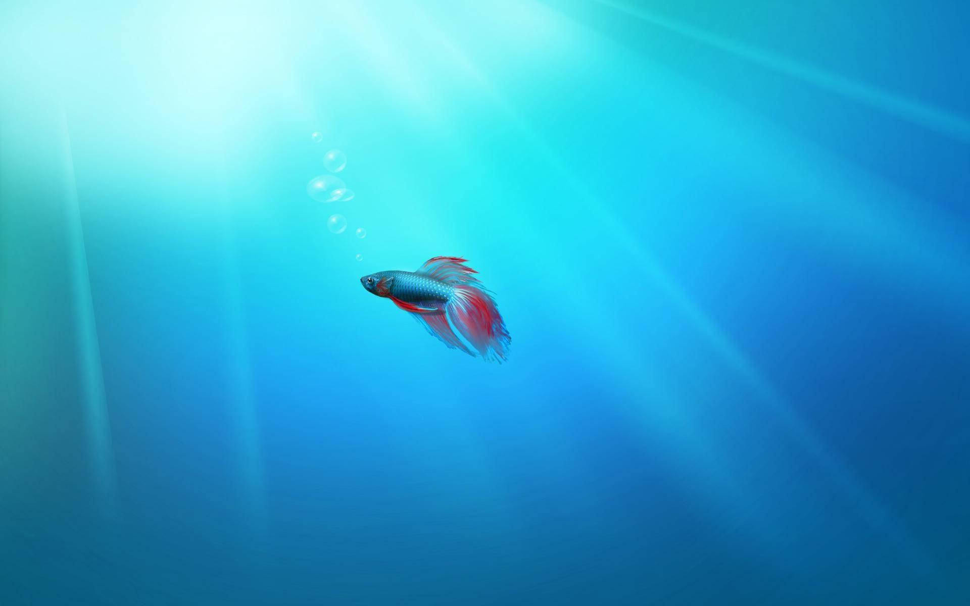 lonely betta fish, vibrant betta fish, sunlit blue water, Full HD Desktop Wallpaper