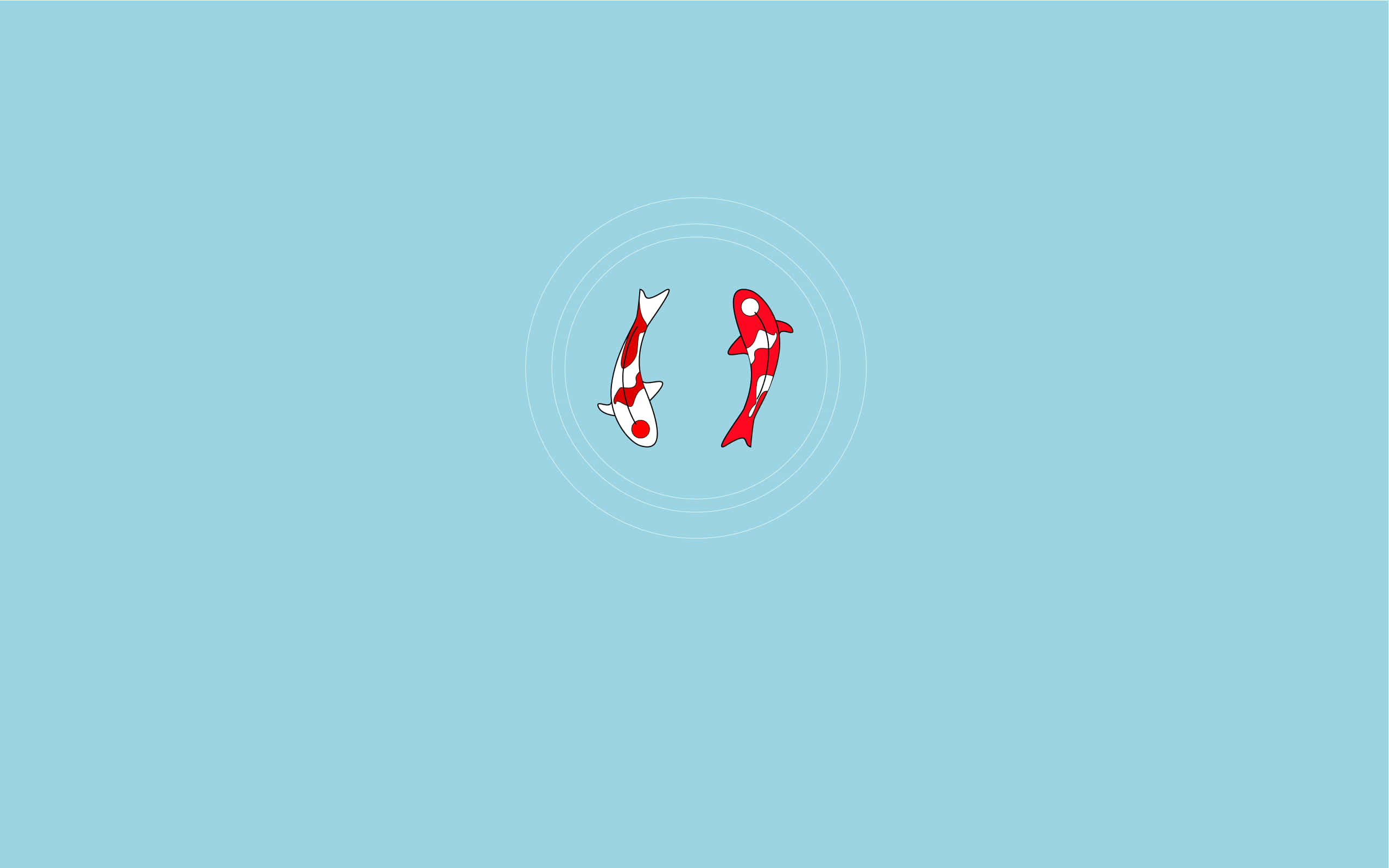 red and white fish, koi fish, concentric circles, 2K Desktop Wallpaper