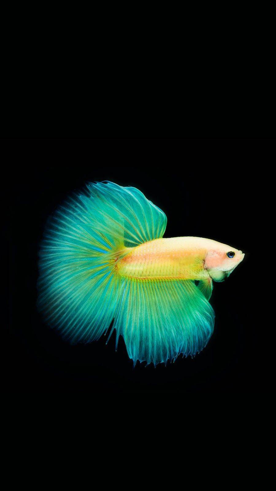 betta fish, turquoise fins, pure black background, HD Phone Wallpaper