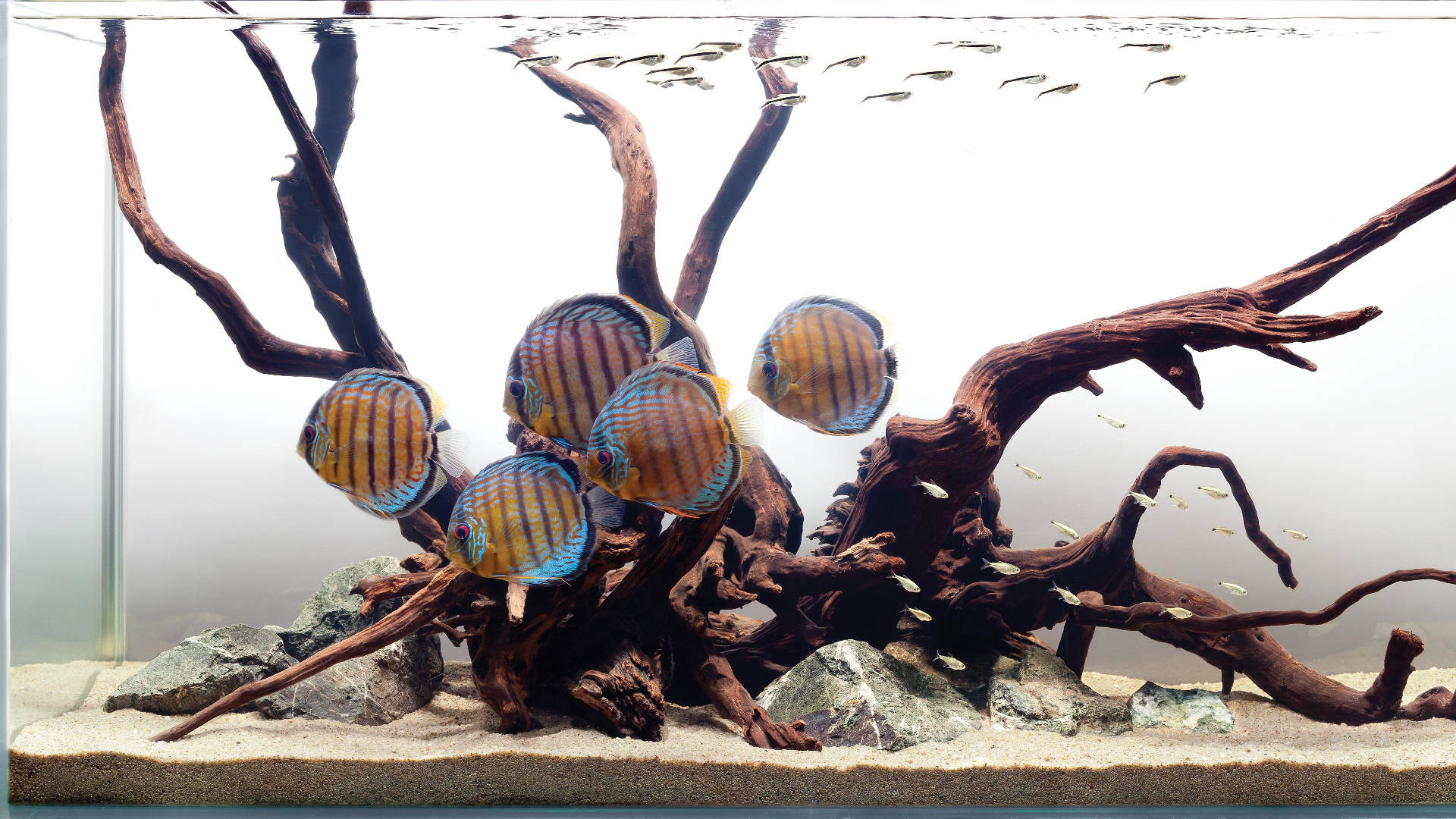 striped yellow tropical fish, vibrant discus fish, dark driftwood centerpiece, Full HD Desktop Wallpaper