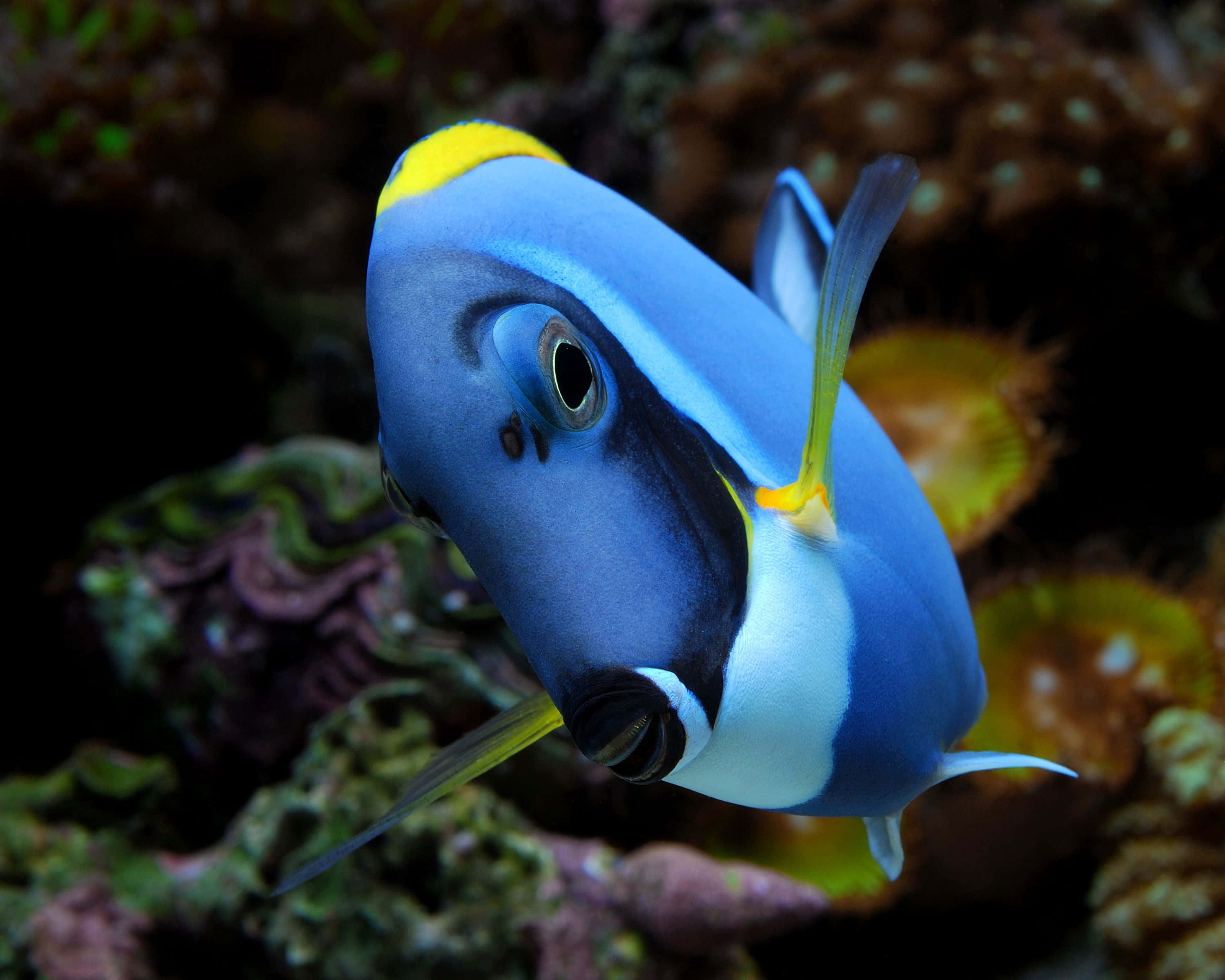 blue tang fish, yellow accents, textured coral, 2K Desktop Wallpaper