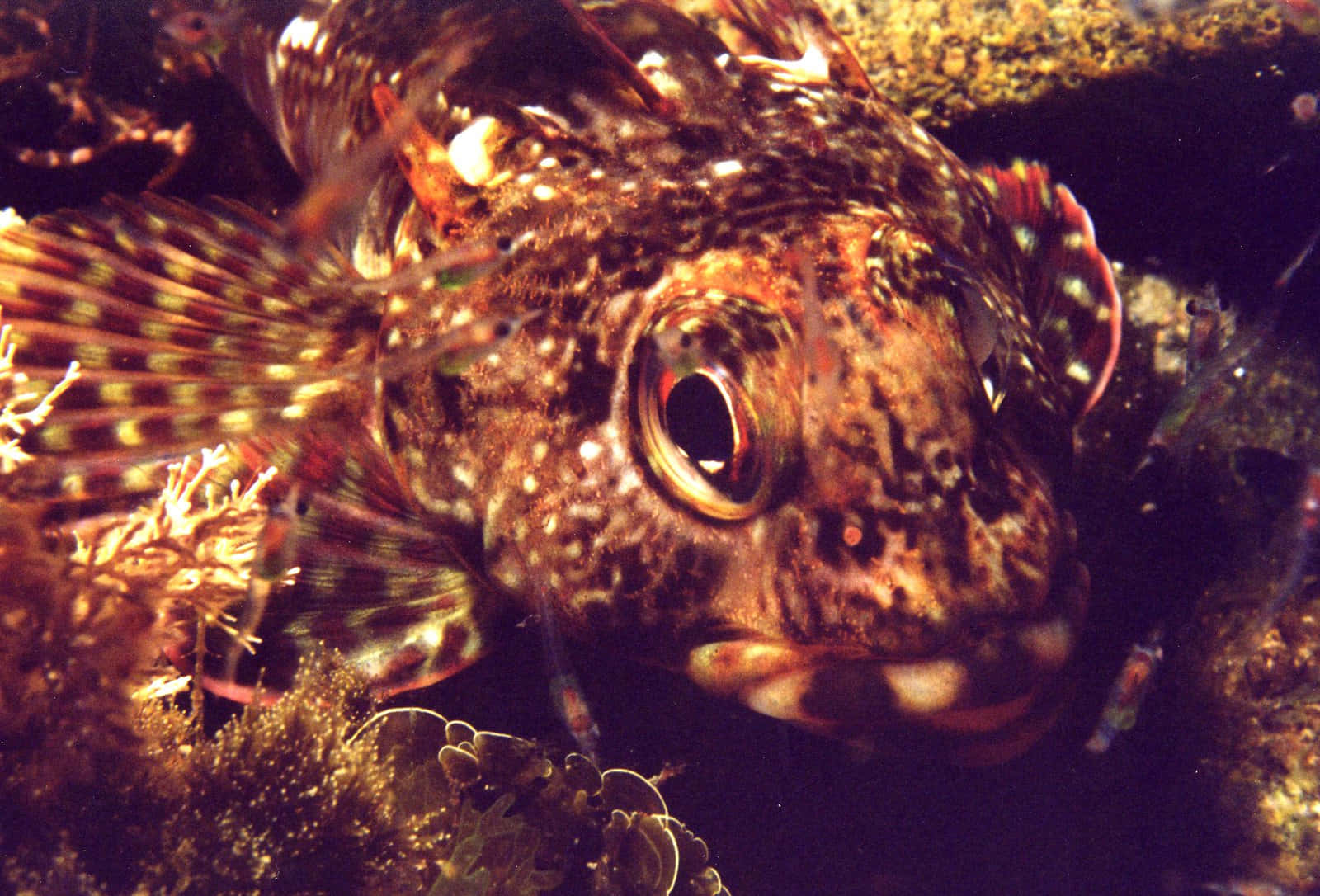 colorful tropical fish, speckled brown and orange scales, rocks, HD Desktop Wallpaper