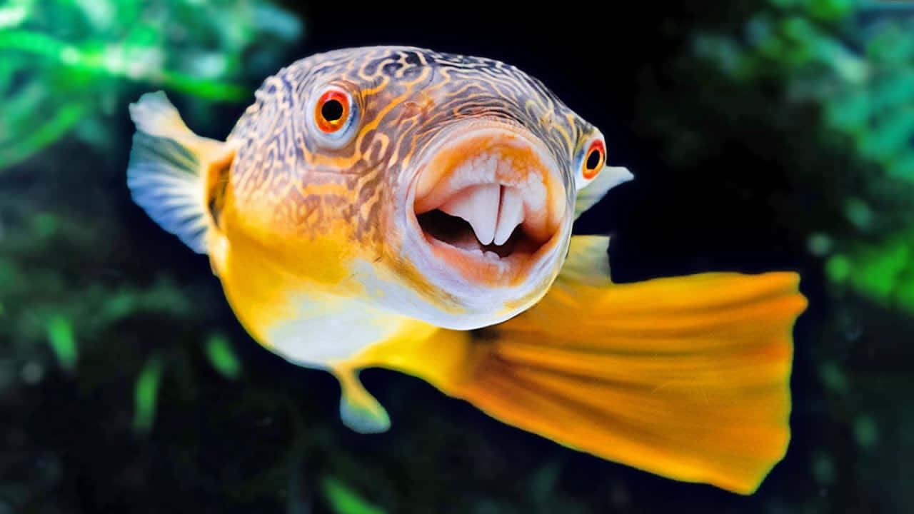 yellow pufferfish, bared teeth, orange eyes, HD Desktop Wallpaper