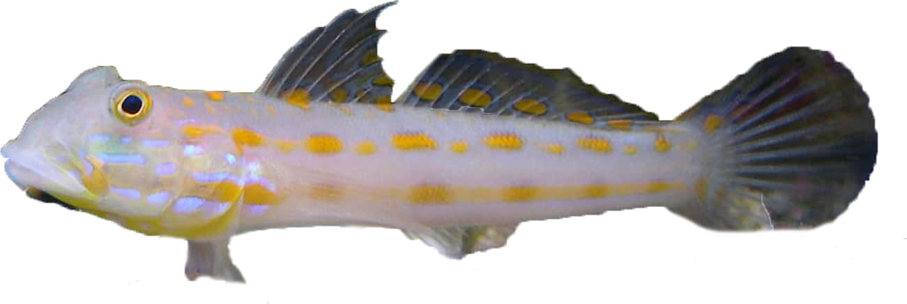 colorful goby fish, translucent fish, yellow spots, HD Desktop Wallpaper