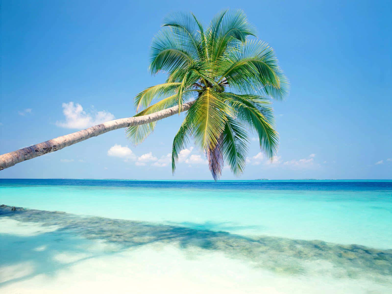 Tropical Island, white sandy beach, turquoise waters, HD Desktop Wallpaper