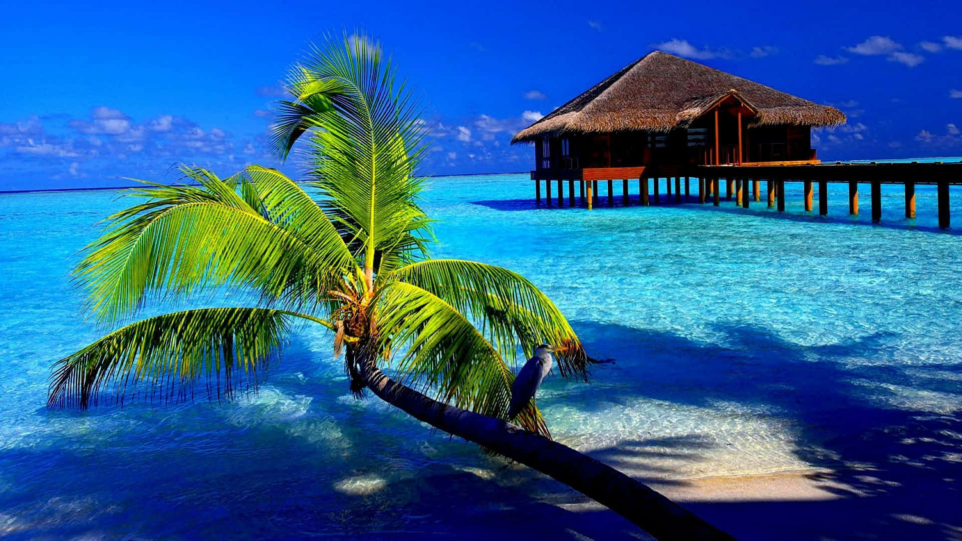 tropical island, leaning palm tree, thatched overwater bungalow, Full HD Desktop Wallpaper
