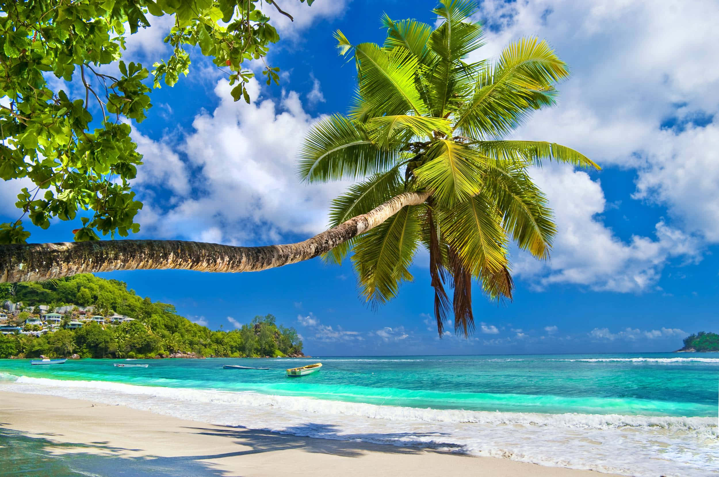 Tropical Island, palm tree, turquoise waters, Full HD Desktop Wallpaper