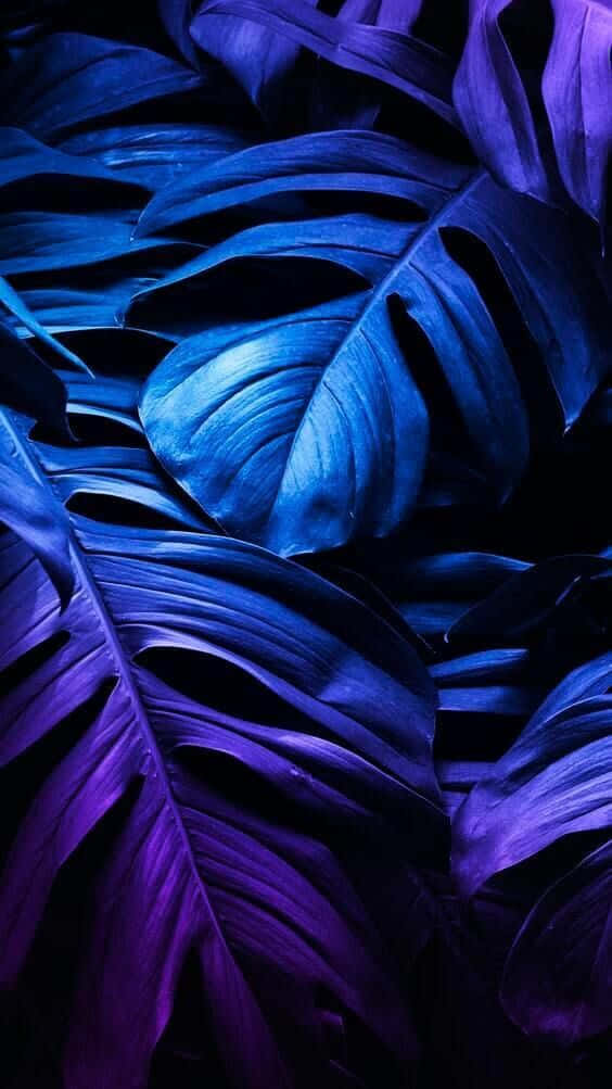 Tropical Leaves Desktop, monstera leaves, vibrant blue, SD Phone Wallpaper