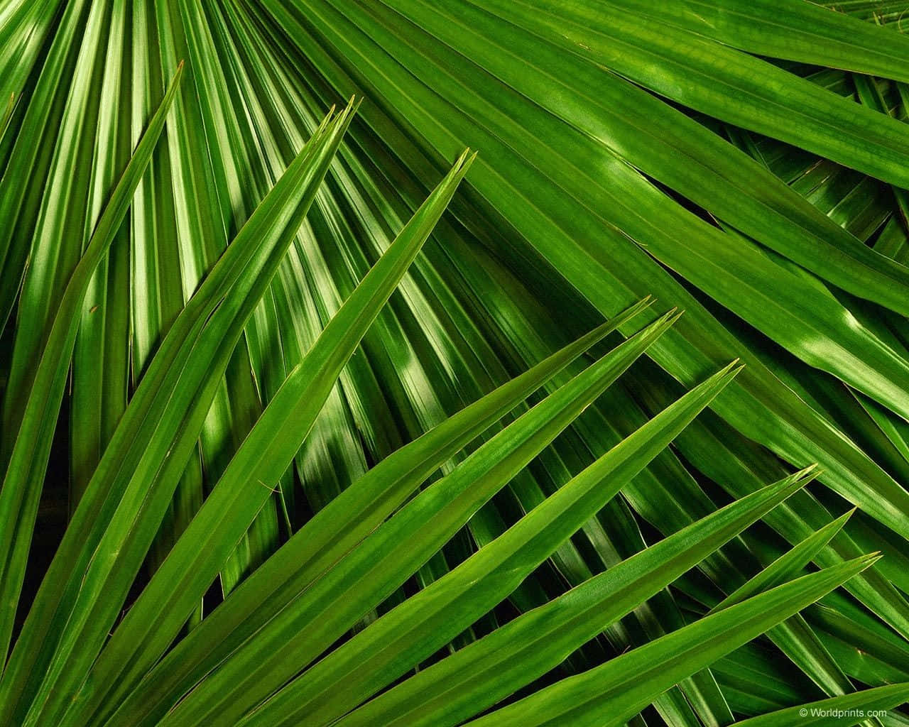 tropical leaves desktop, palm fronds, vibrant green, HD Desktop Wallpaper