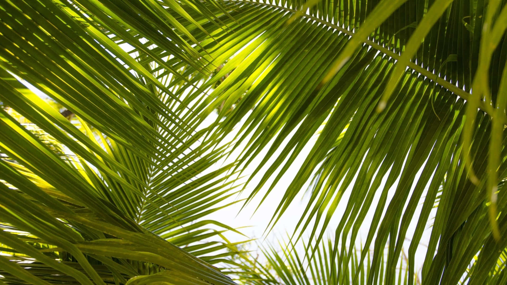 tropical leaves desktop, vibrant green palm fronds, bright sky, Full HD Desktop Wallpaper