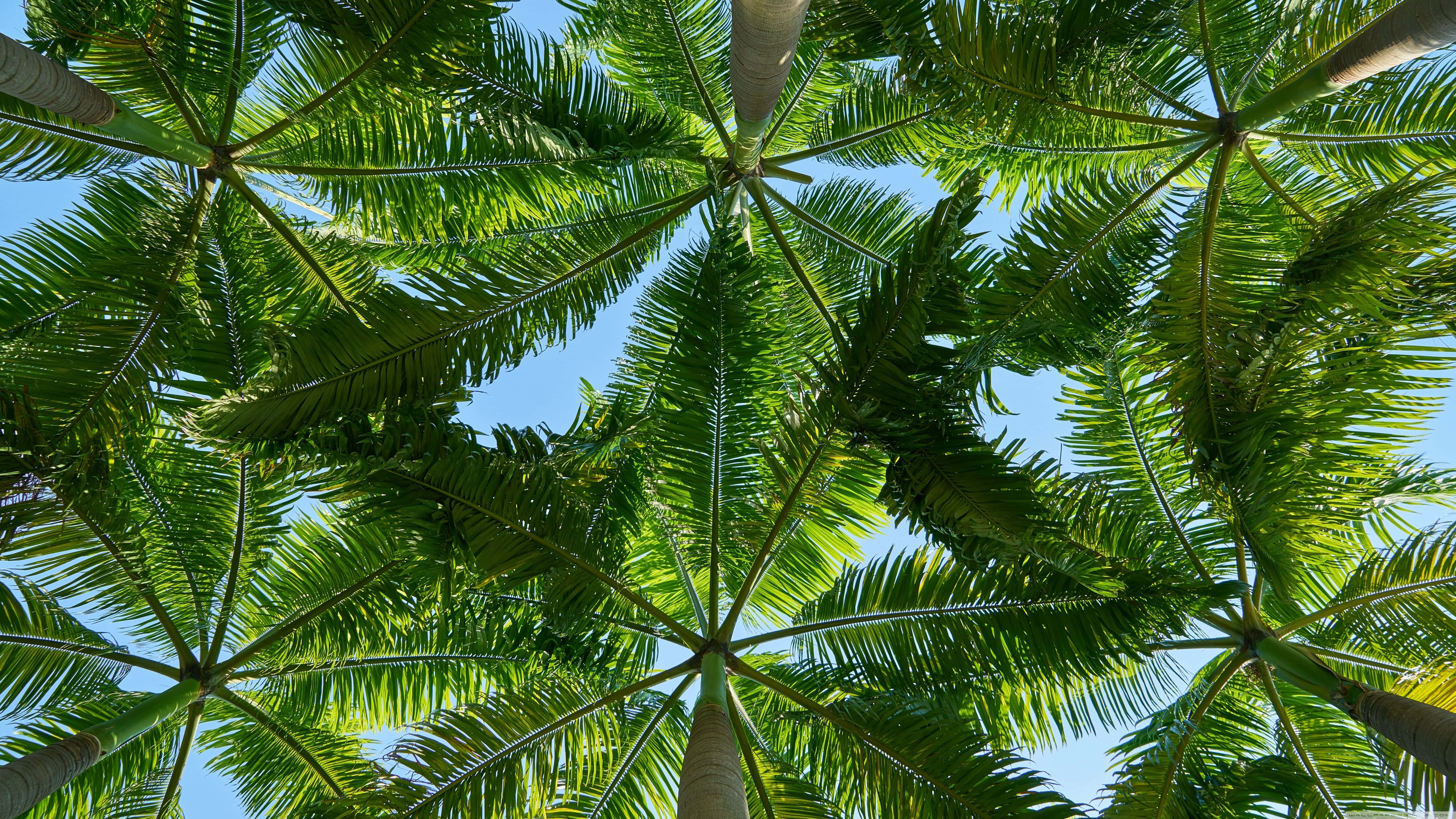 Tropical Leaves Desktop, vibrant green palm fronds, clear blue sky, 5K Desktop Wallpaper