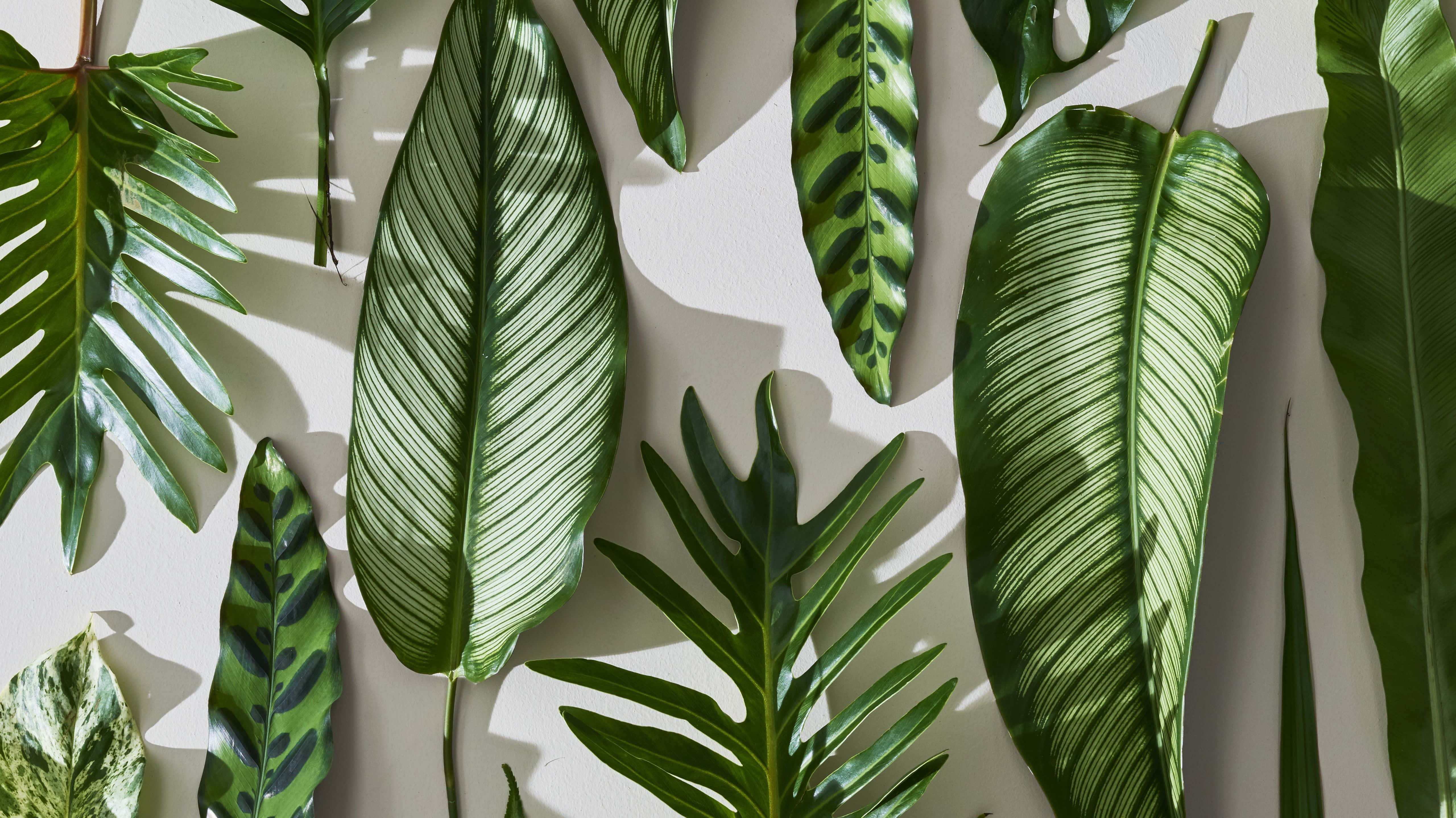tropical leaves, green leaves, white background, 5K Desktop Wallpaper