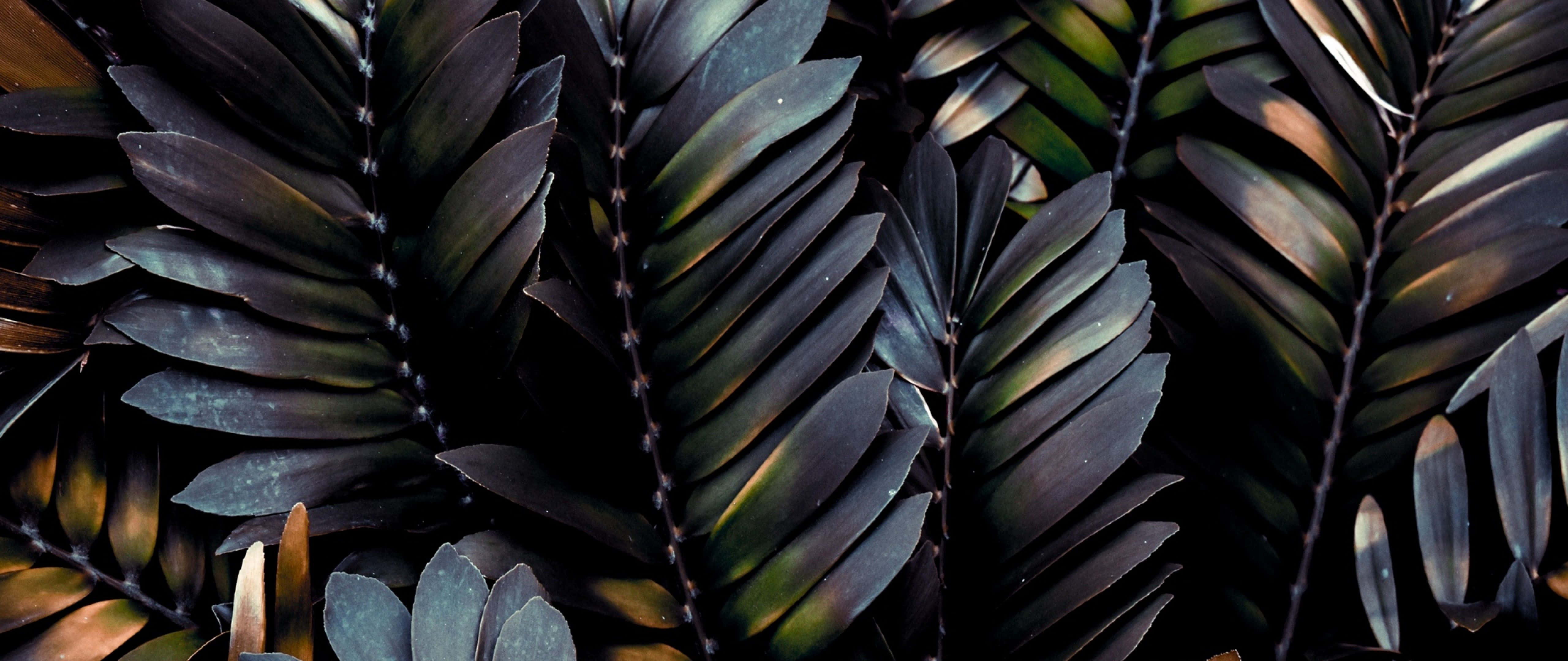 tropical leaves desktop, 5120 x 2160, dark glossy fern fronds, 5K Desktop Wallpaper