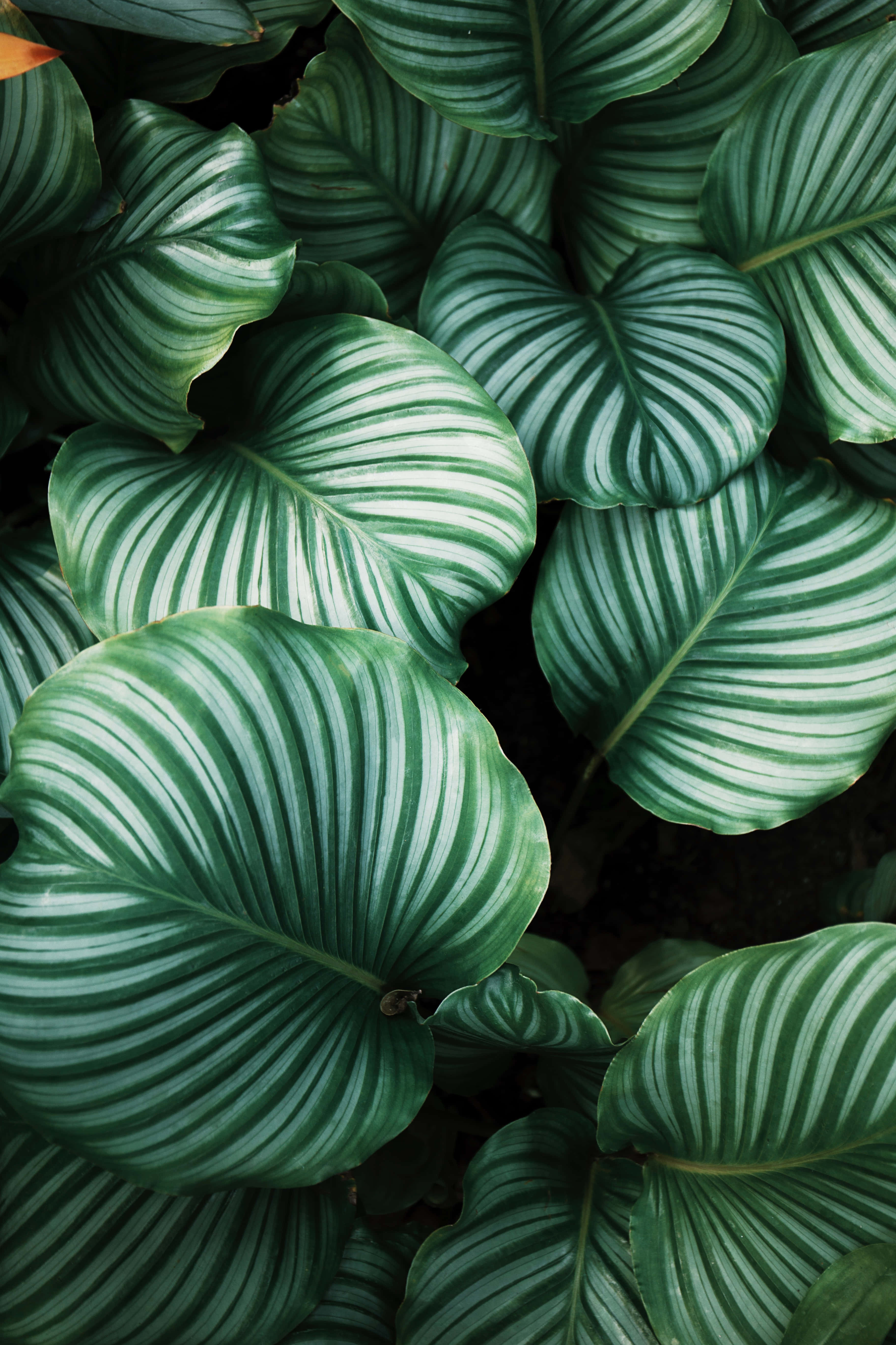 Tropical Leaves Desktop, 3648 x 5472, lush green leaves, 5K Phone Wallpaper