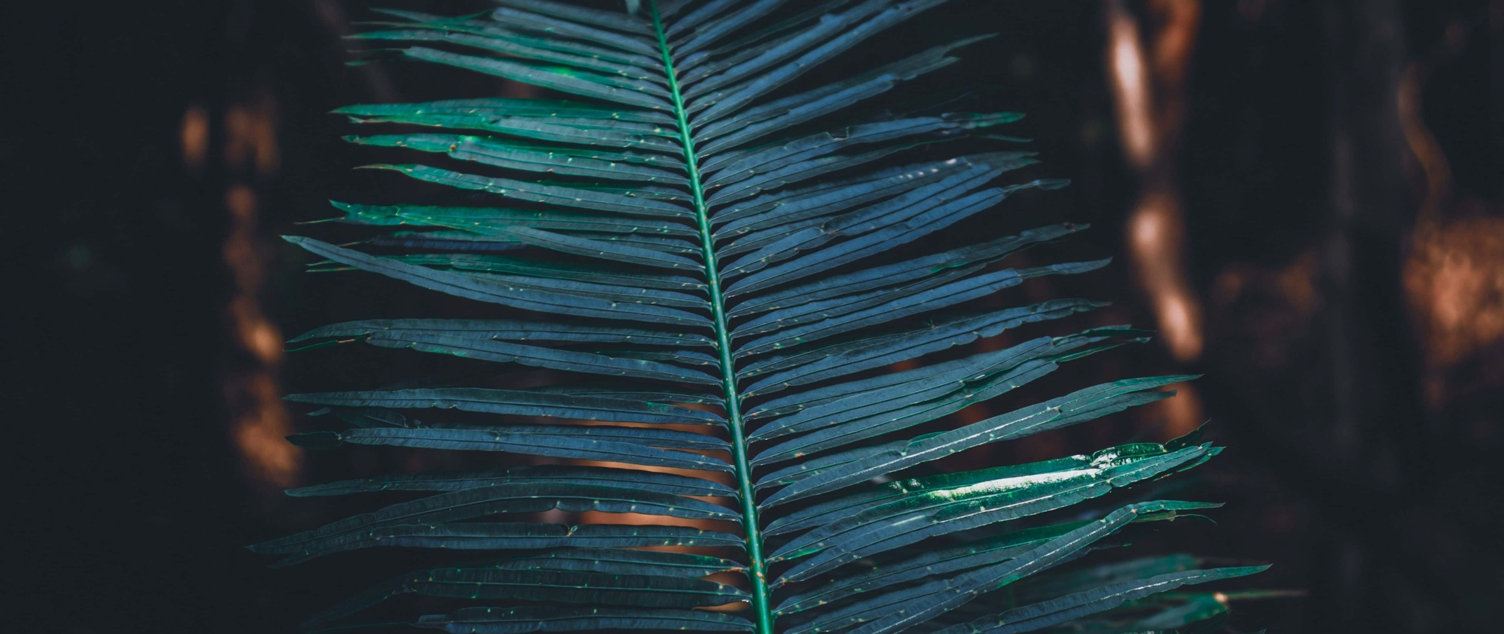 tropical leaves desktop, 5120 x 2160, fern frond, 5K Desktop Wallpaper