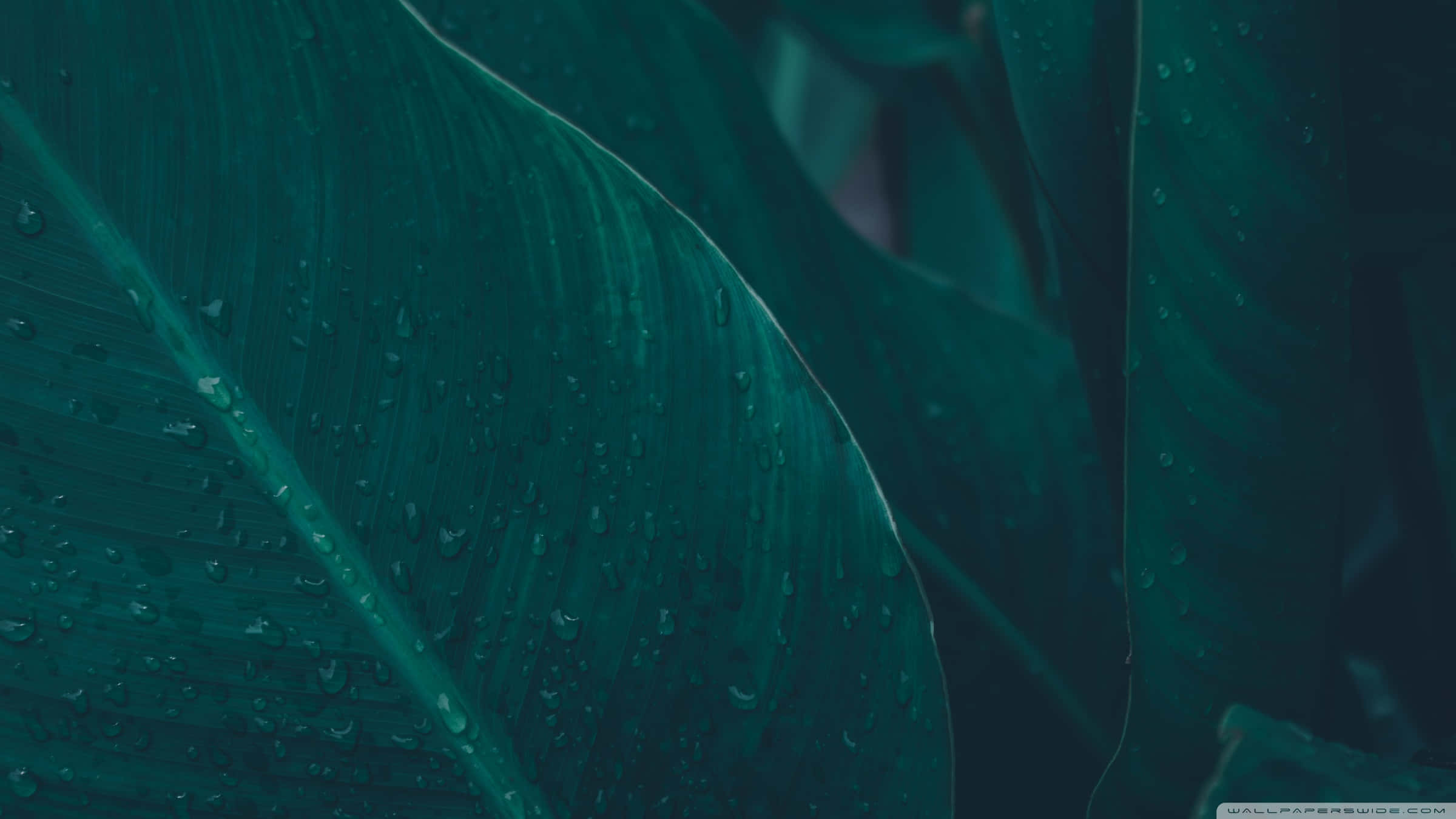 Tropical Leaves Desktop, 2400 x 1350, large green leaves, Full HD Desktop Wallpaper