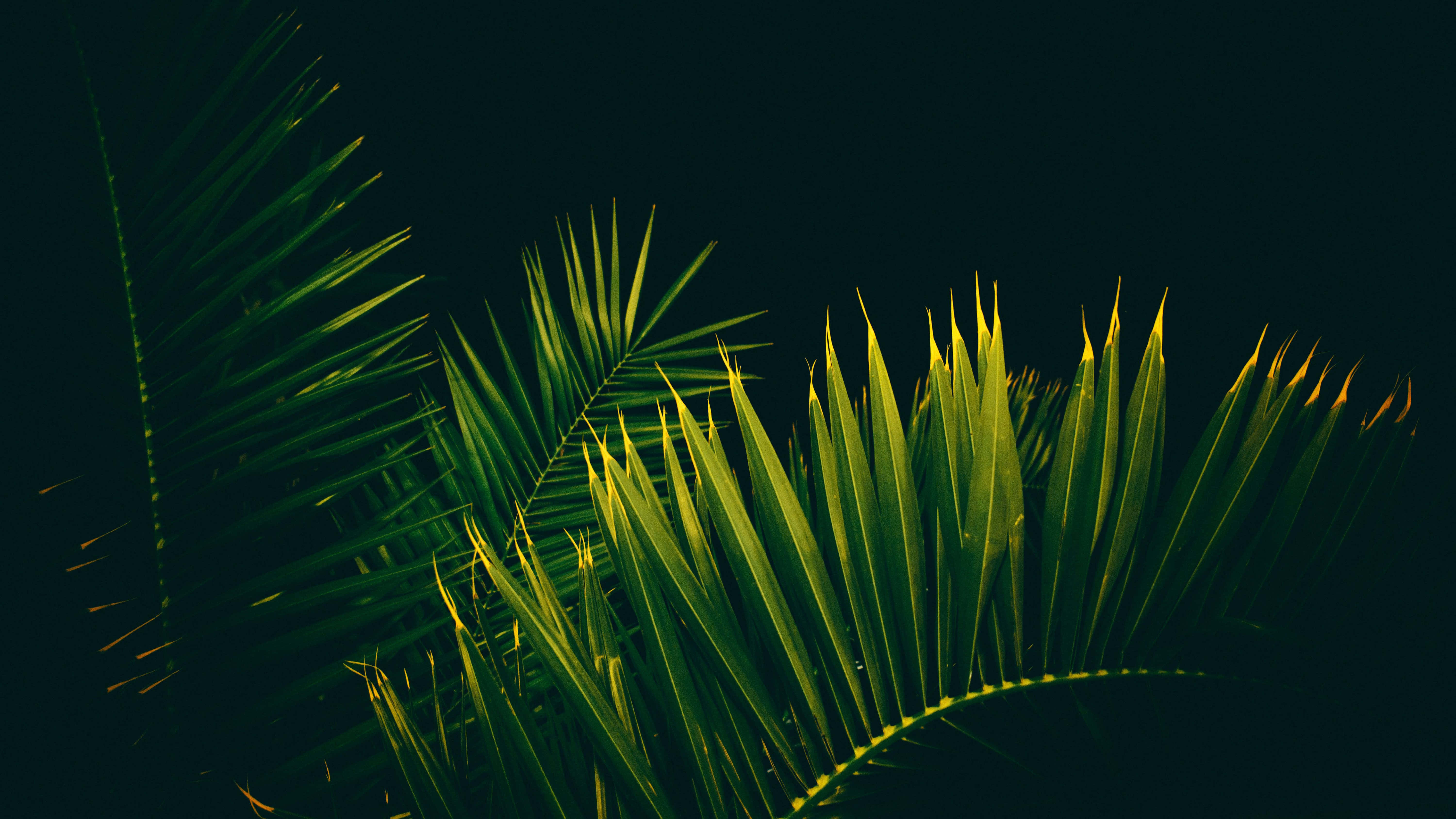 Tropical Leaves Desktop, vibrant green palm fronds, golden highlights, 5K Desktop Wallpaper