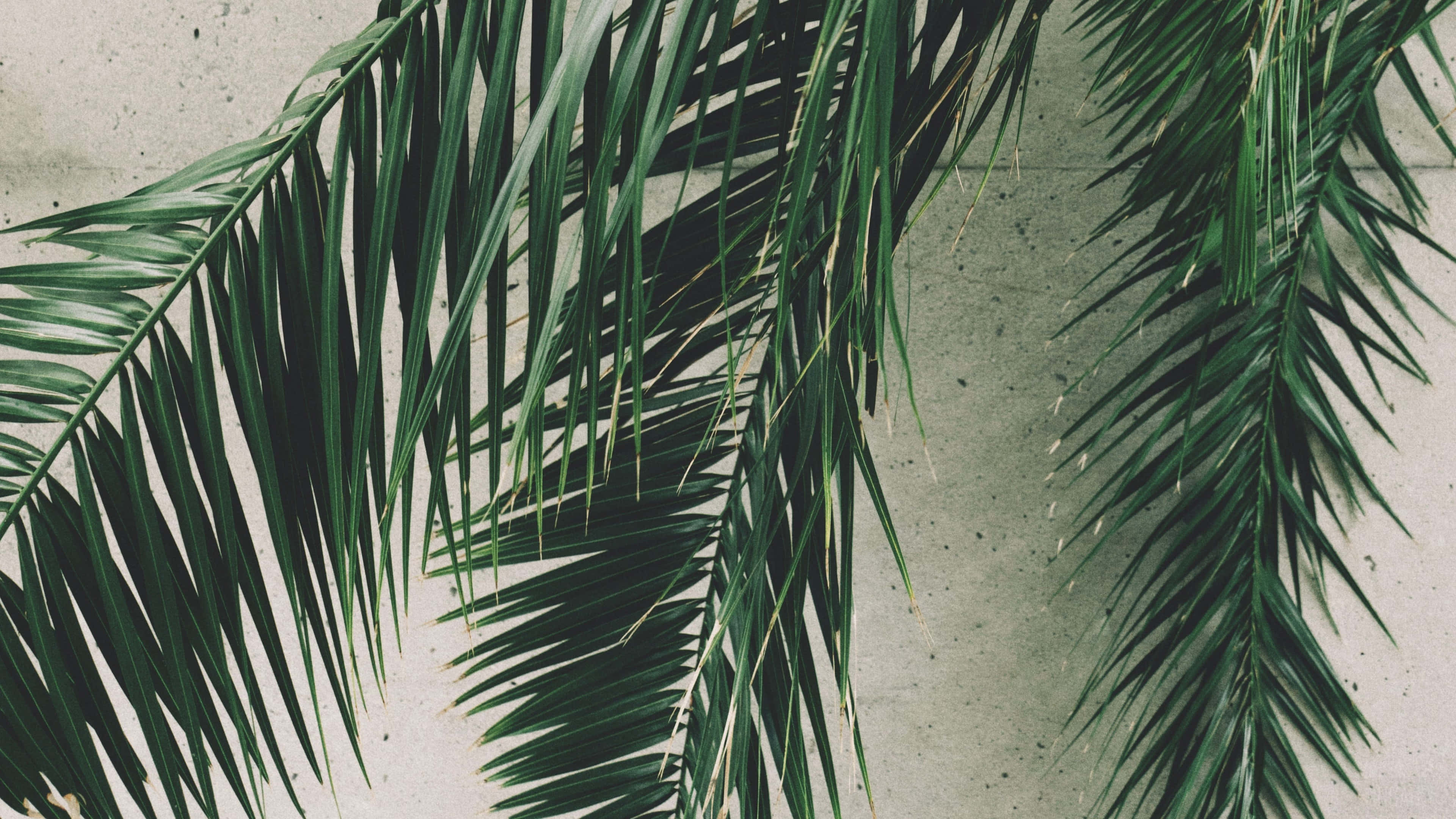 Tropical Leaves Desktop, vibrant green palm fronds, textured concrete wall, 4K Desktop Wallpaper