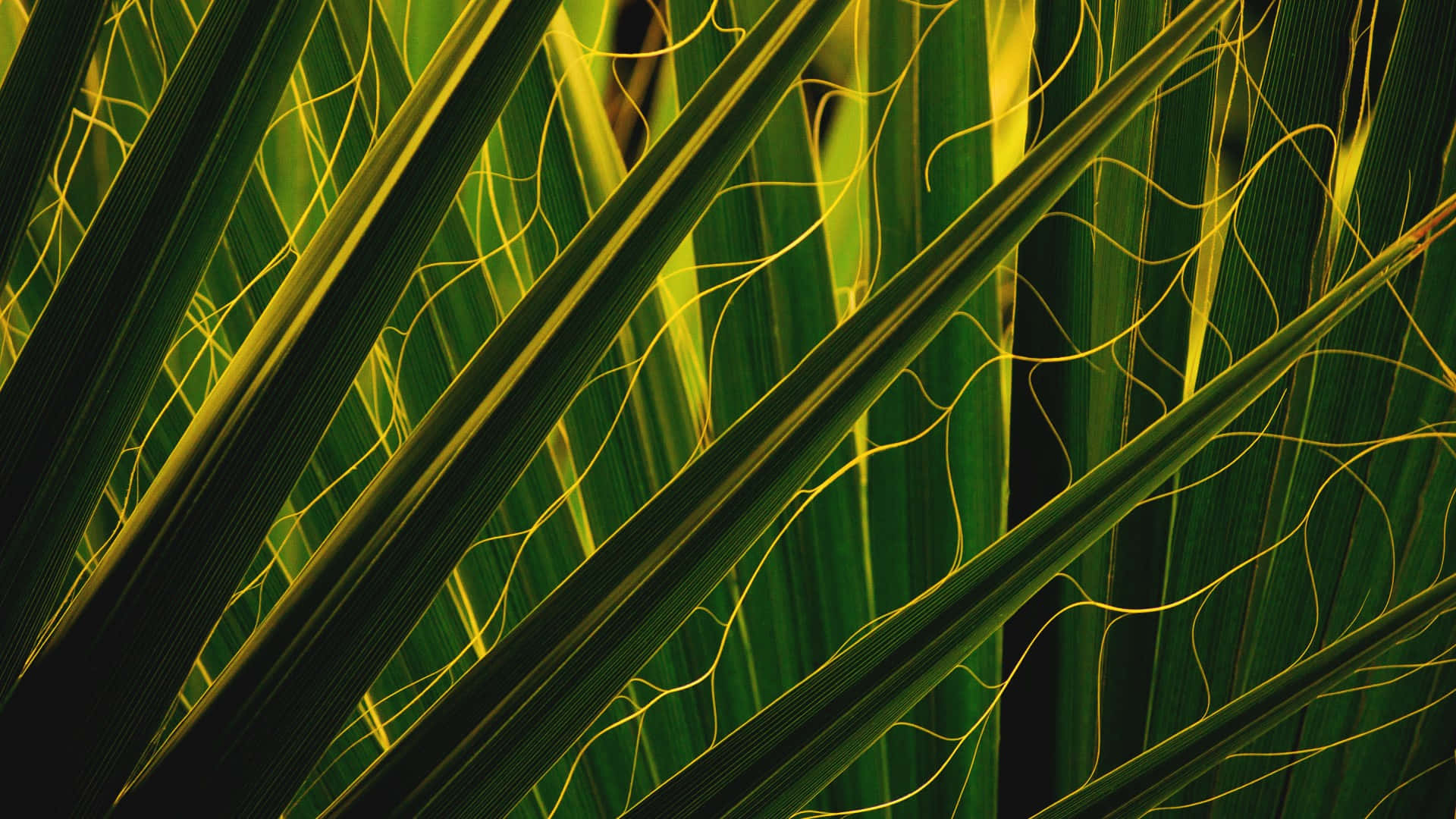tropical leaves desktop, vibrant green palm fronds, glowing yellow veins, Full HD Desktop Wallpaper