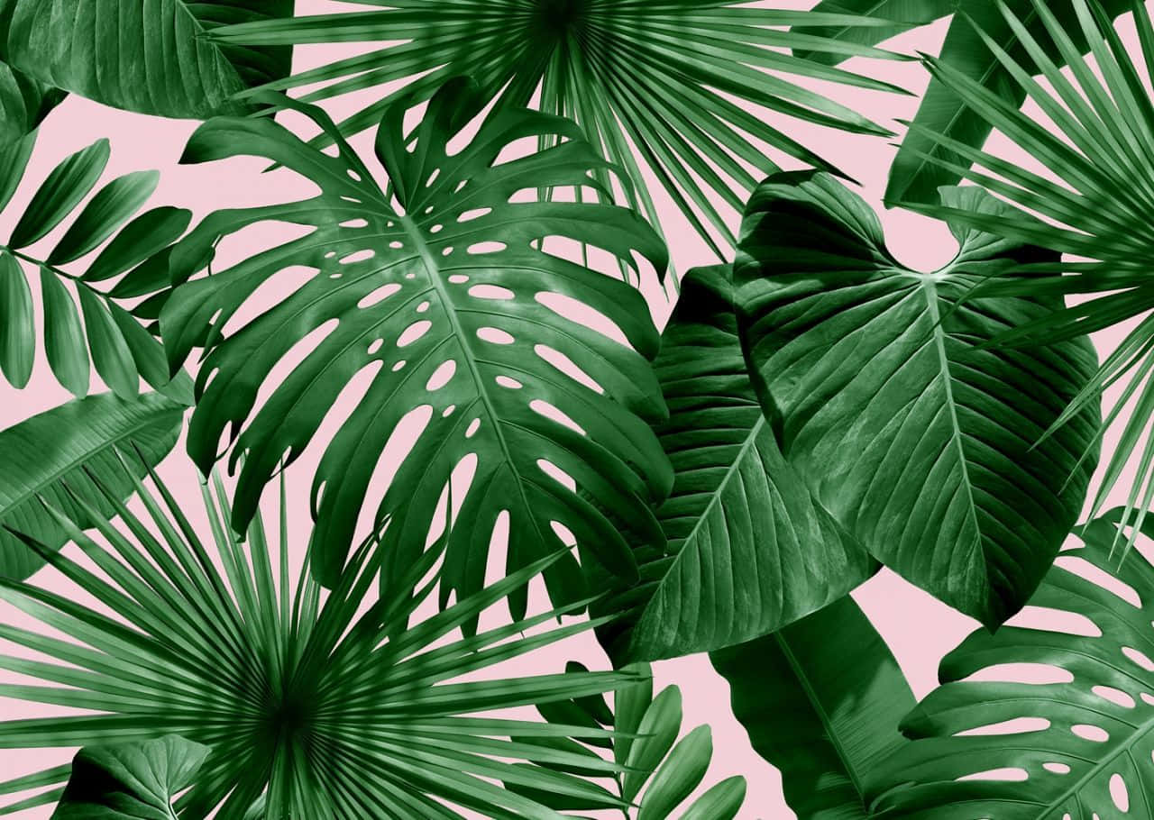 Tropical Leaves Desktop, vibrant green tropical leaves, soft pink background, HD Desktop Wallpaper