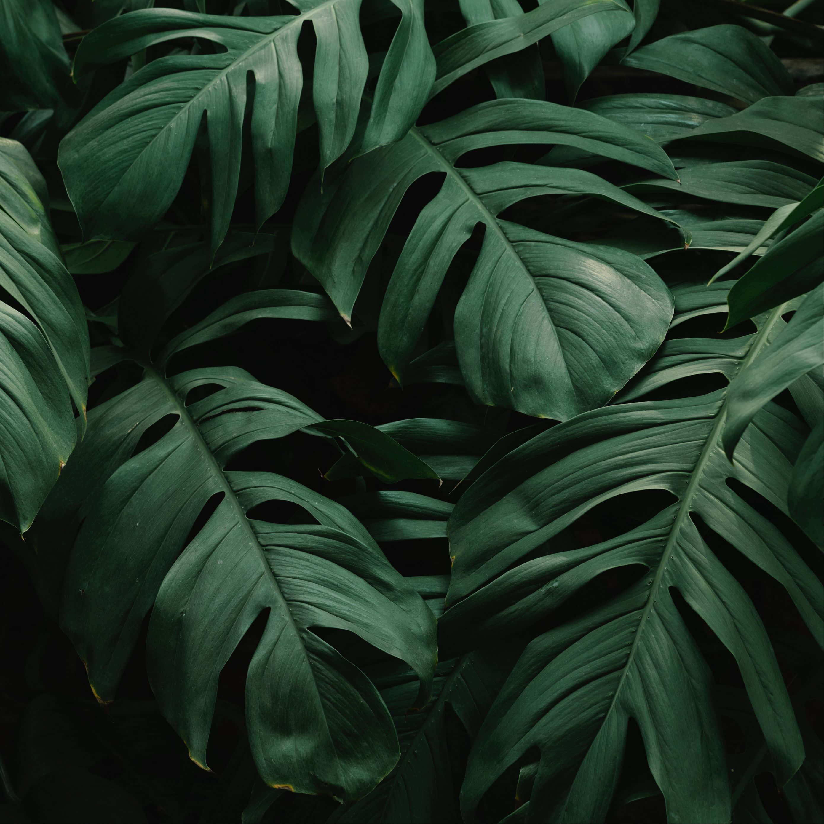 tropical leaves desktop, 2780 x 2780, deep green monstera leaves, 2K Desktop Wallpaper