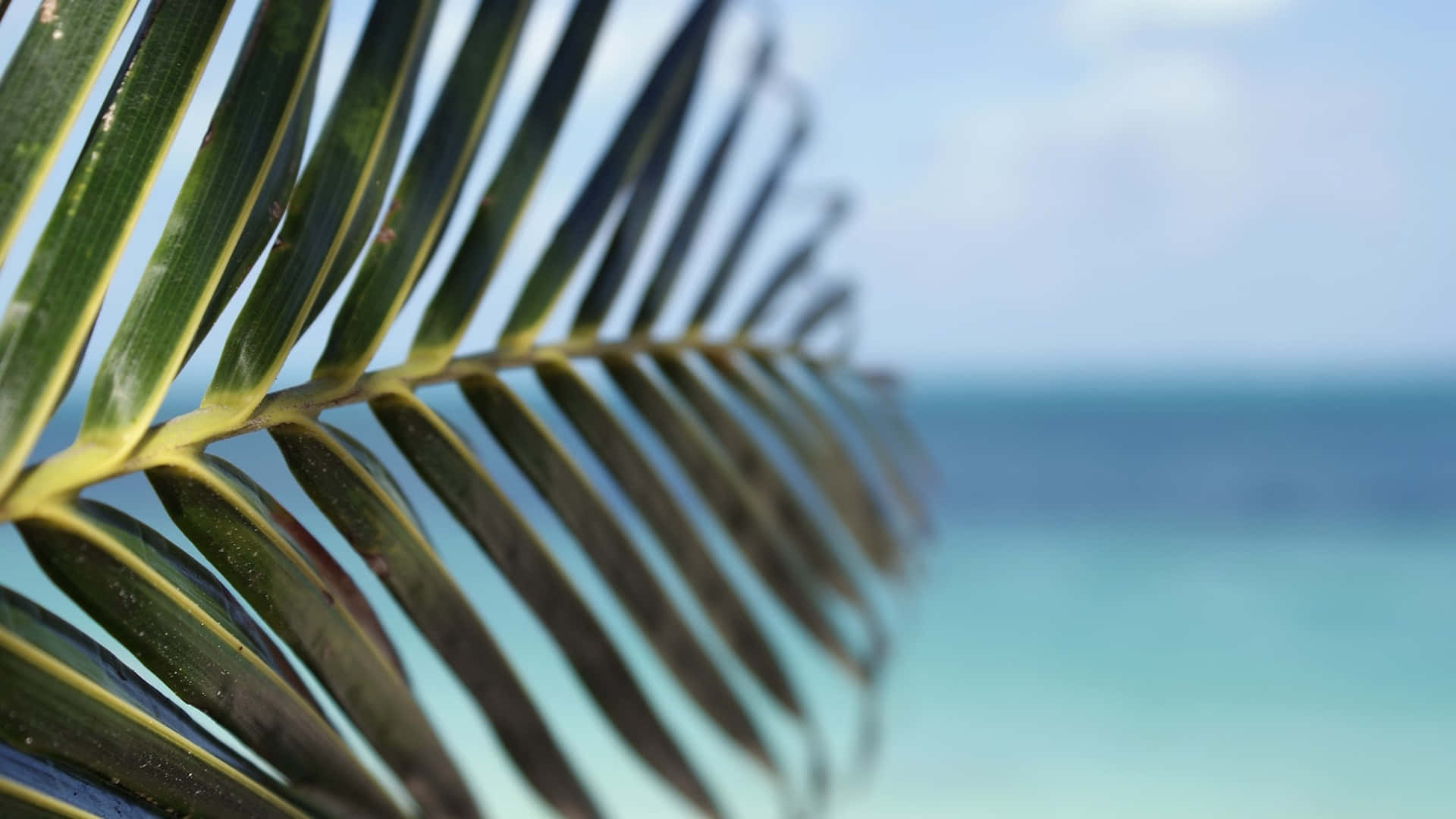 tropical leaves desktop, palm frond, green and yellow stripes, Full HD Desktop Wallpaper