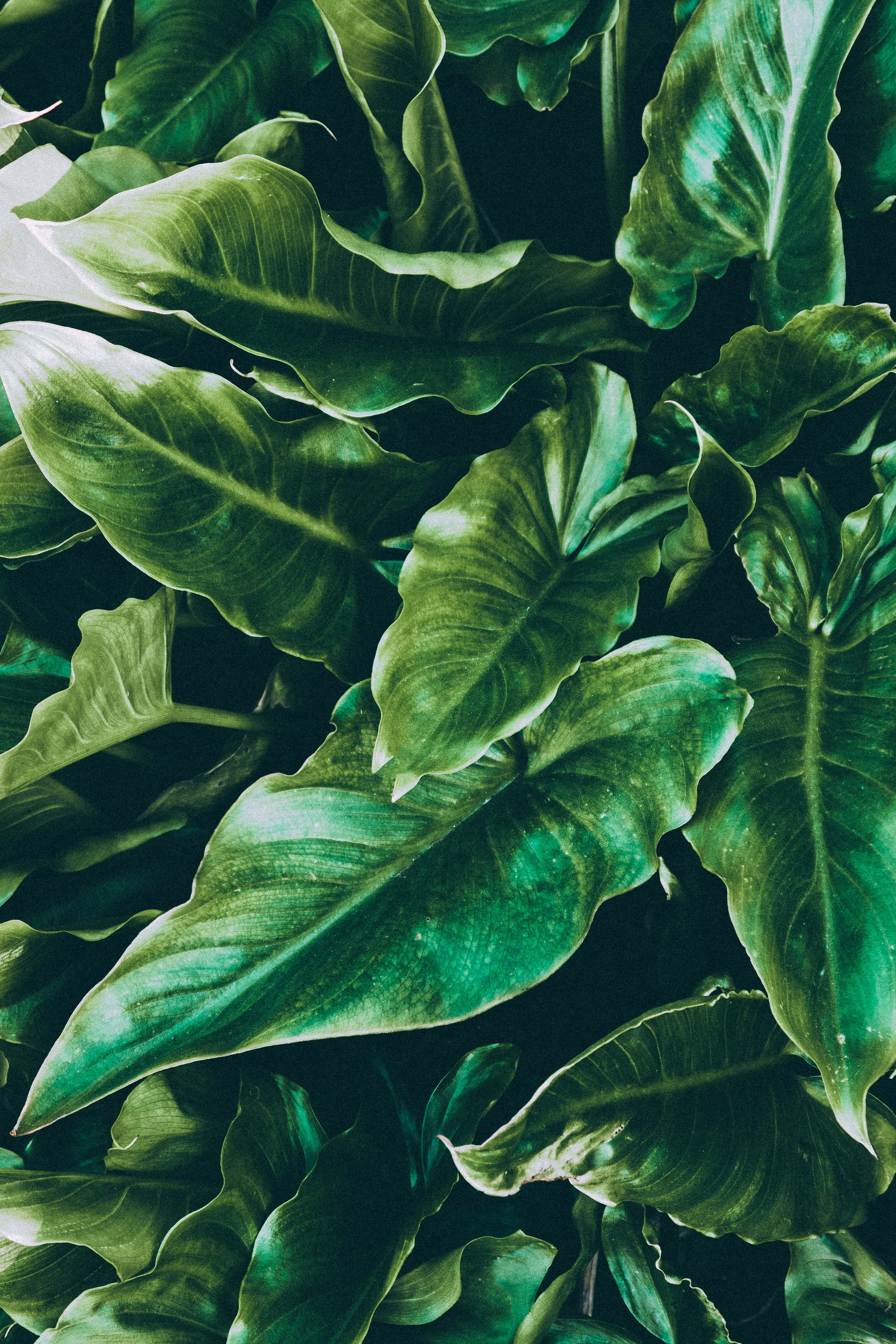 tropical leaves desktop, glossy green tropical leaves, dramatic lighting, 4K Phone Wallpaper