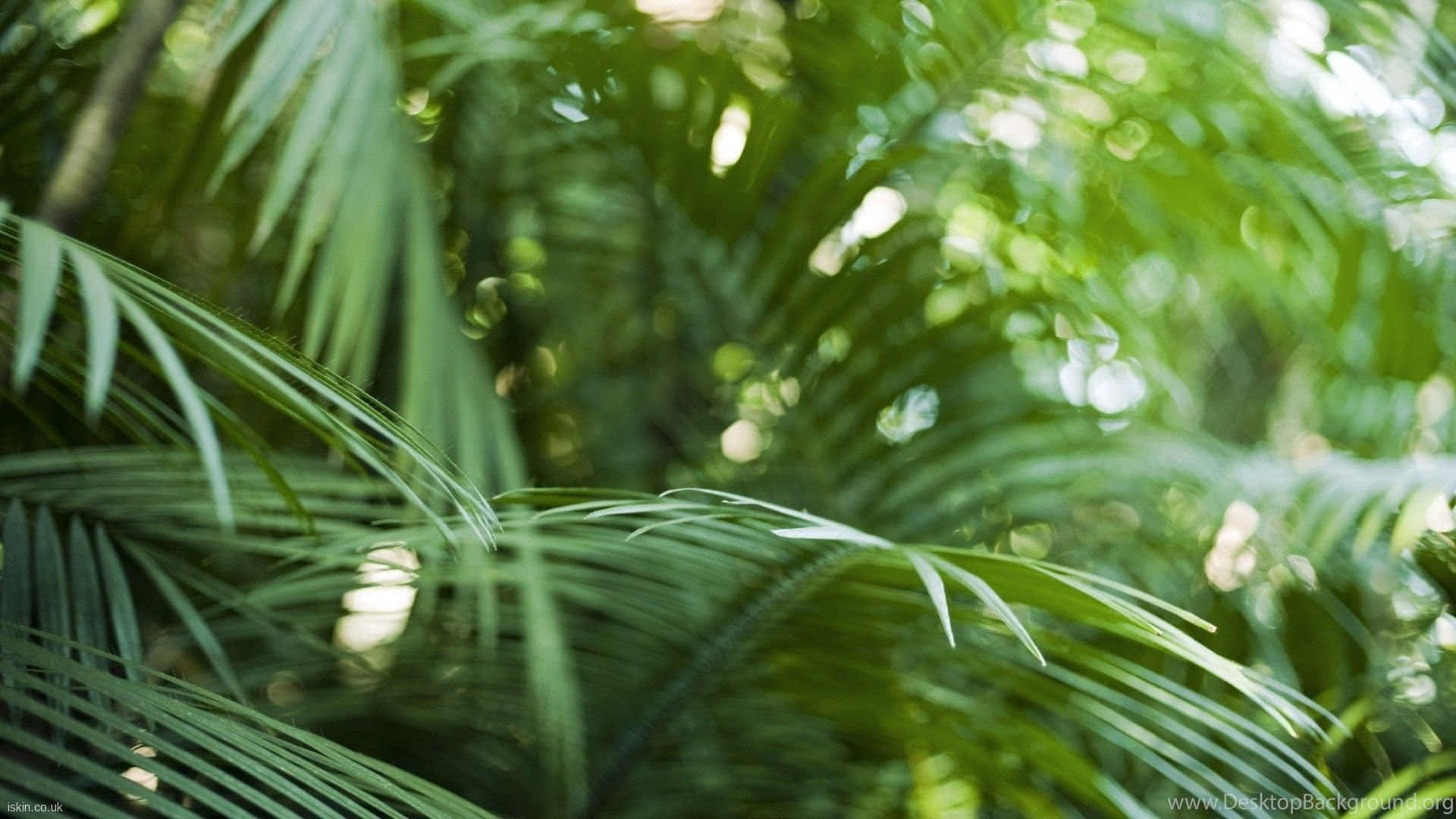 Tropical Leaves Desktop, 1920 x 1080, sunlight, Full HD Desktop Wallpaper
