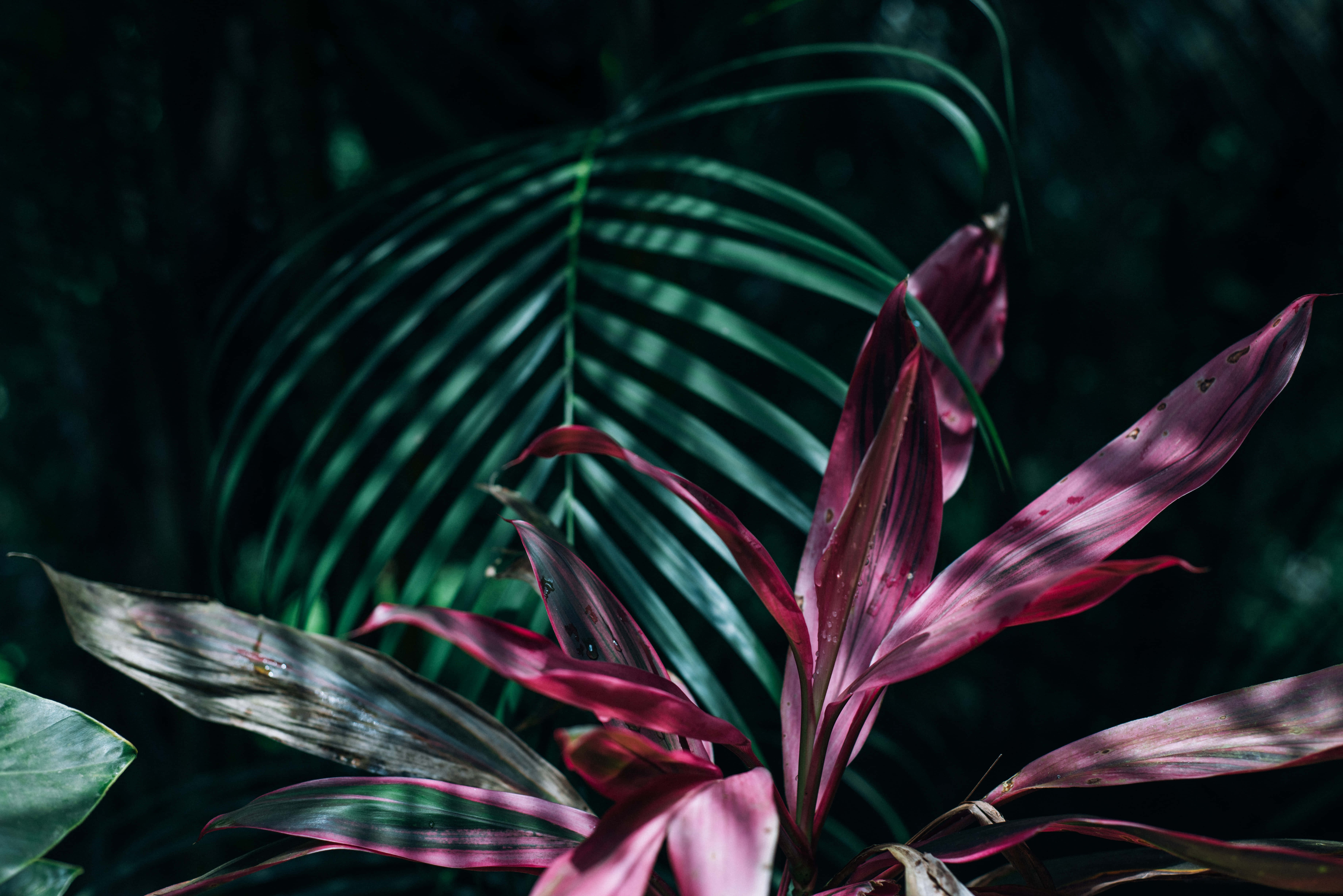 tropical leaves desktop, vibrant magenta, vibrant hues of green, 5K Desktop Wallpaper