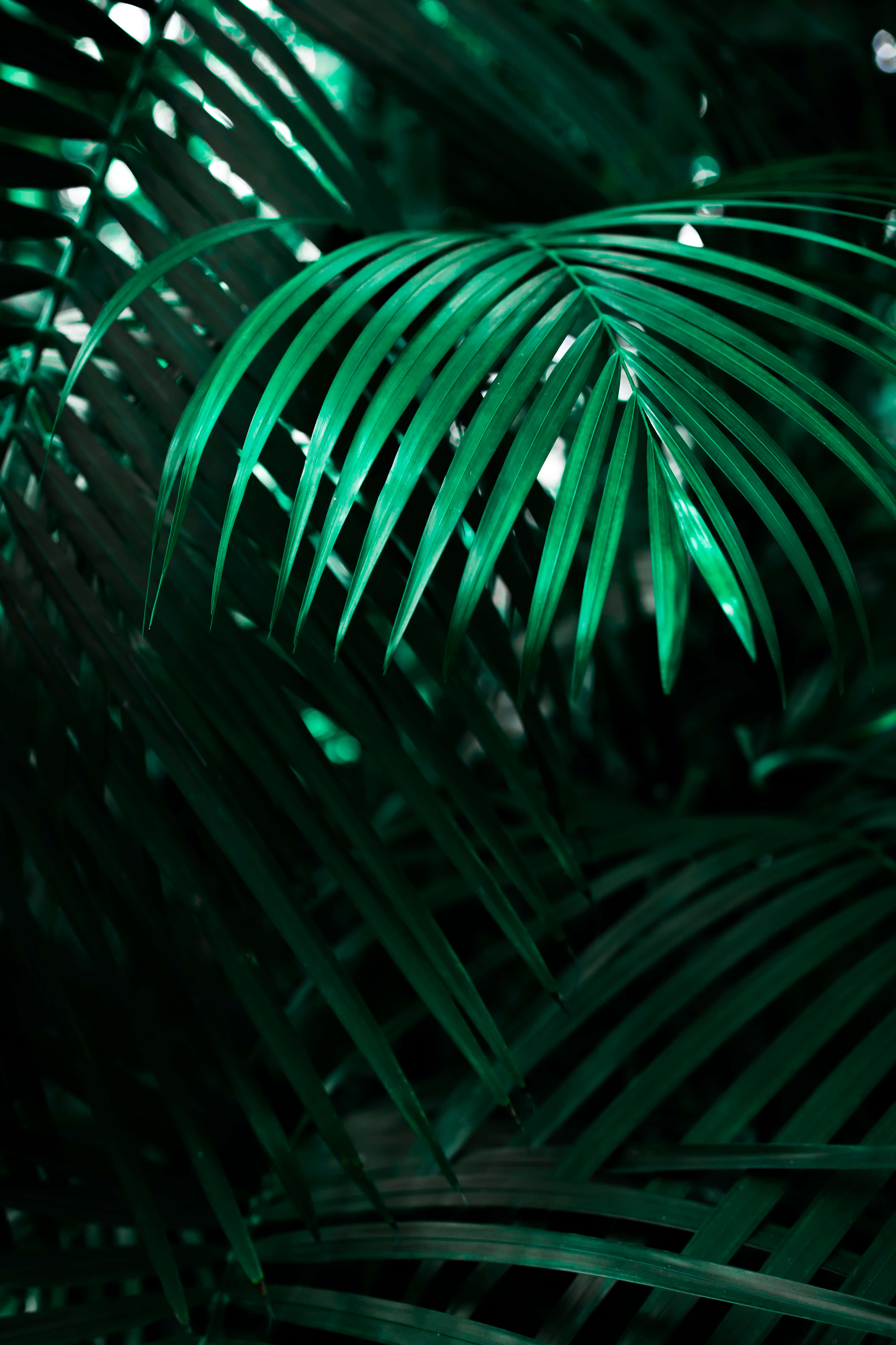 tropical leaves desktop, emerald palm fronds, backlighting, 5K Phone Wallpaper