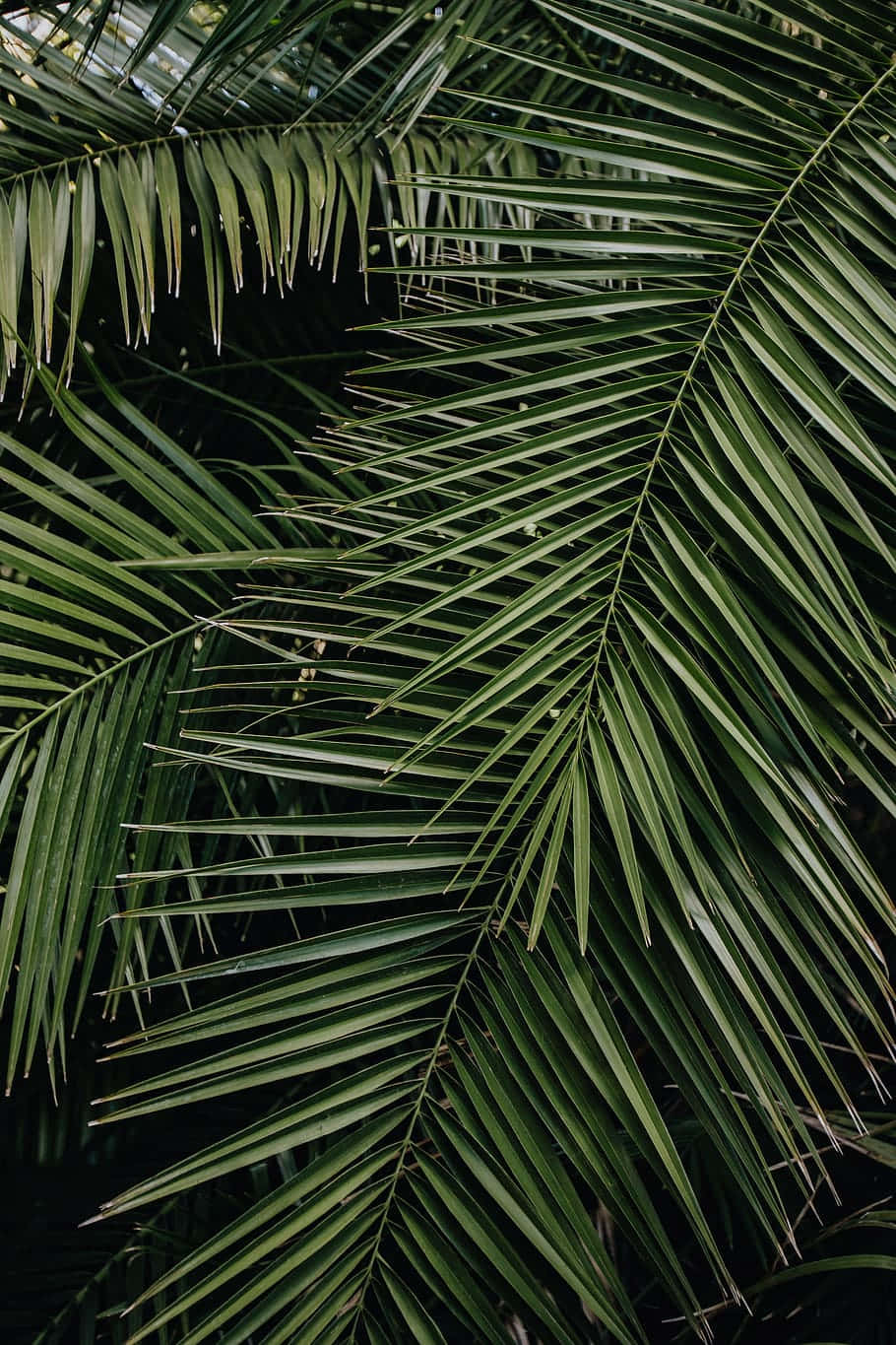 Tropical Leaves Desktop, lush green palm fronds, sharp pointed tips, HD Phone Wallpaper