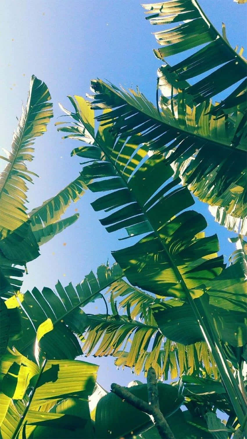tropical leaves desktop, banana leaves, clear blue sky, HD Phone Wallpaper