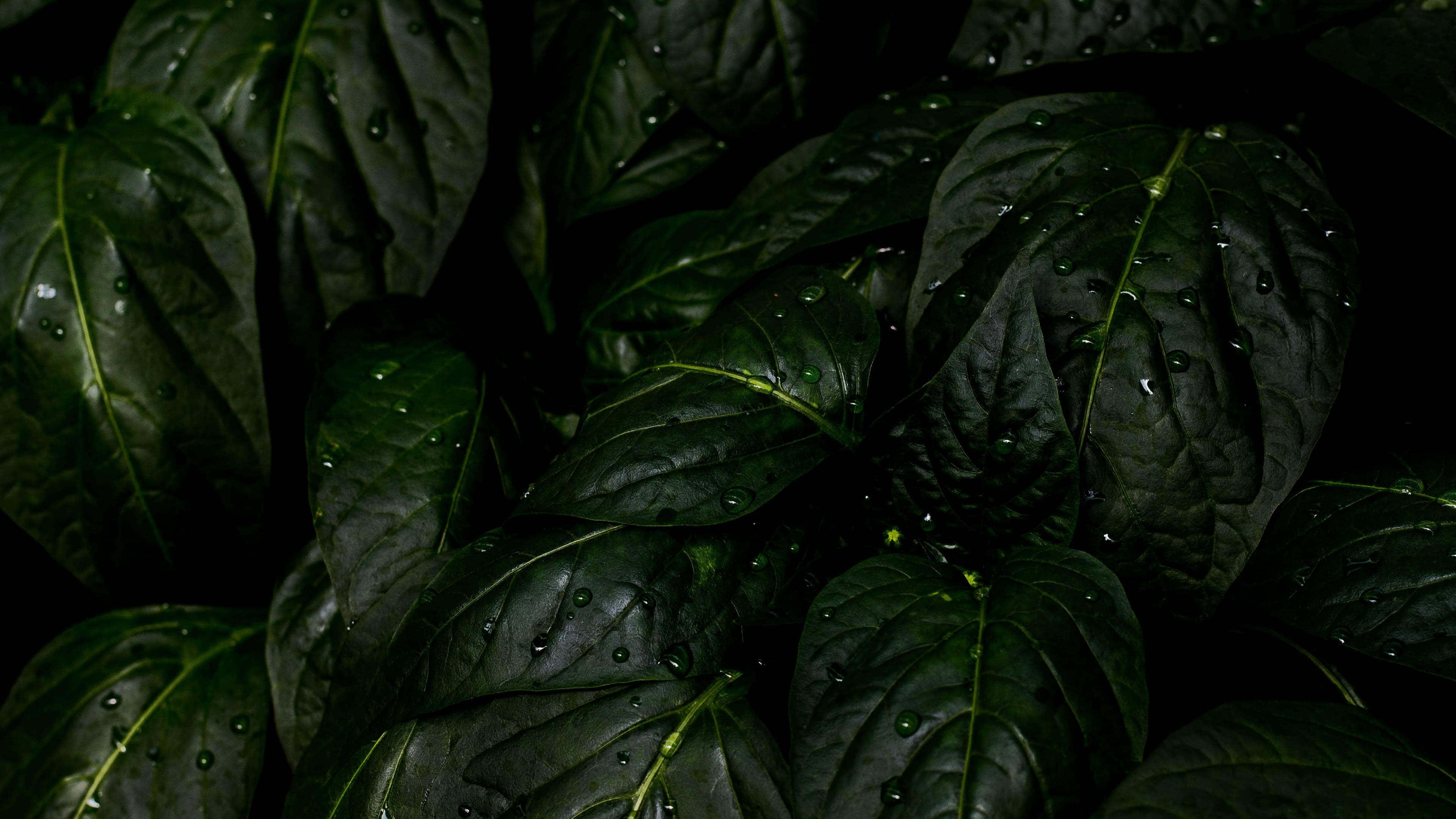 Tropical Leaves Desktop, dark glossy leaves, raindrops, 4K Desktop Wallpaper