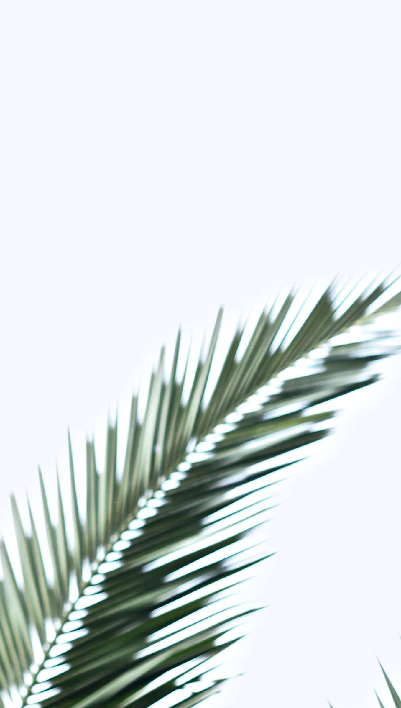 tropical leaves desktop, 1360 x 2400, palm frond, Full HD Phone Wallpaper