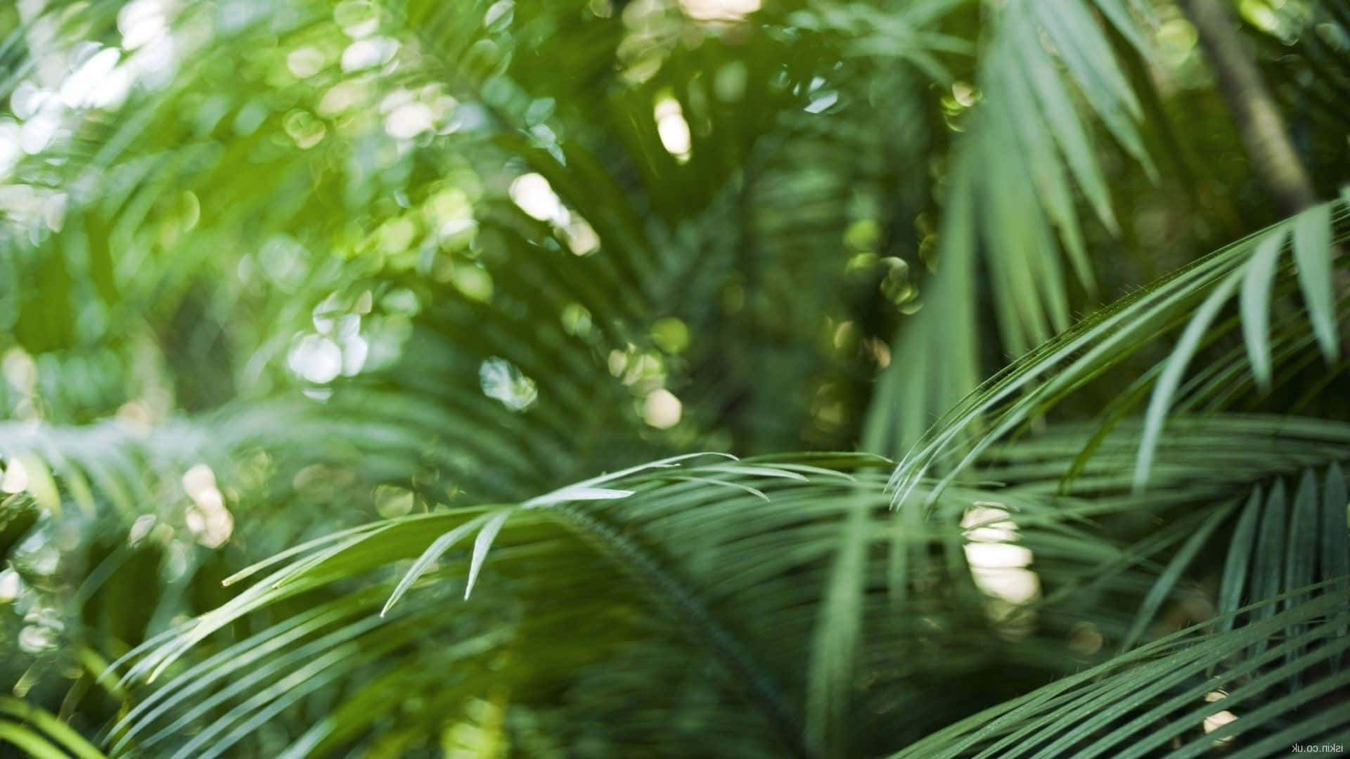 tropical leaves desktop, 1920 x 1080, lush green palm fronds, Full HD Desktop Wallpaper