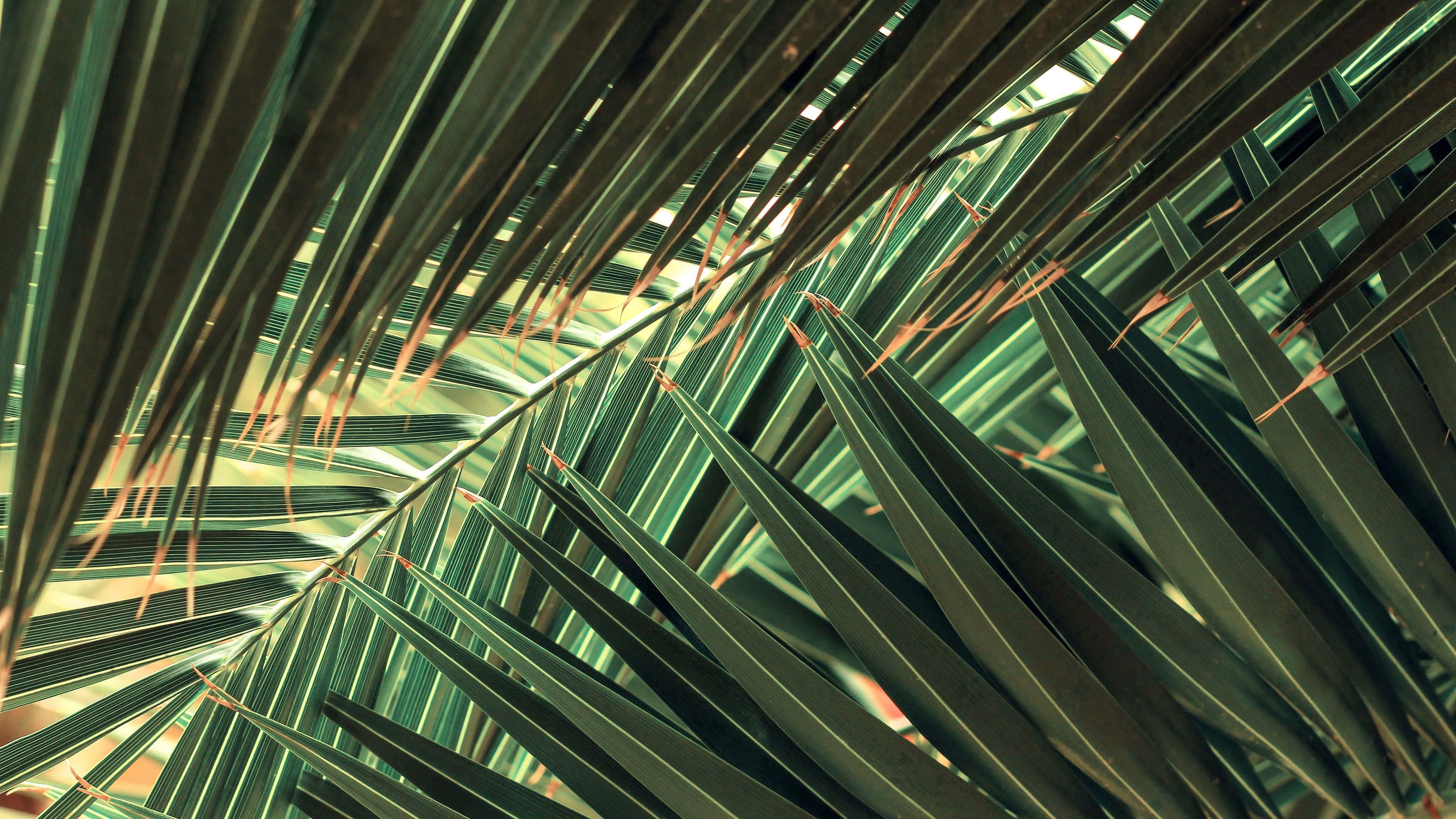 Tropical Leaves Desktop, lush green palm fronds, warm sunlight, 4K Desktop Wallpaper