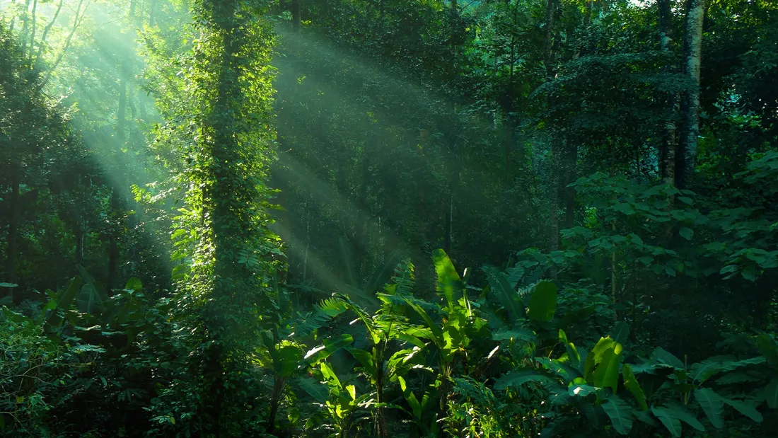 Tropical Plants